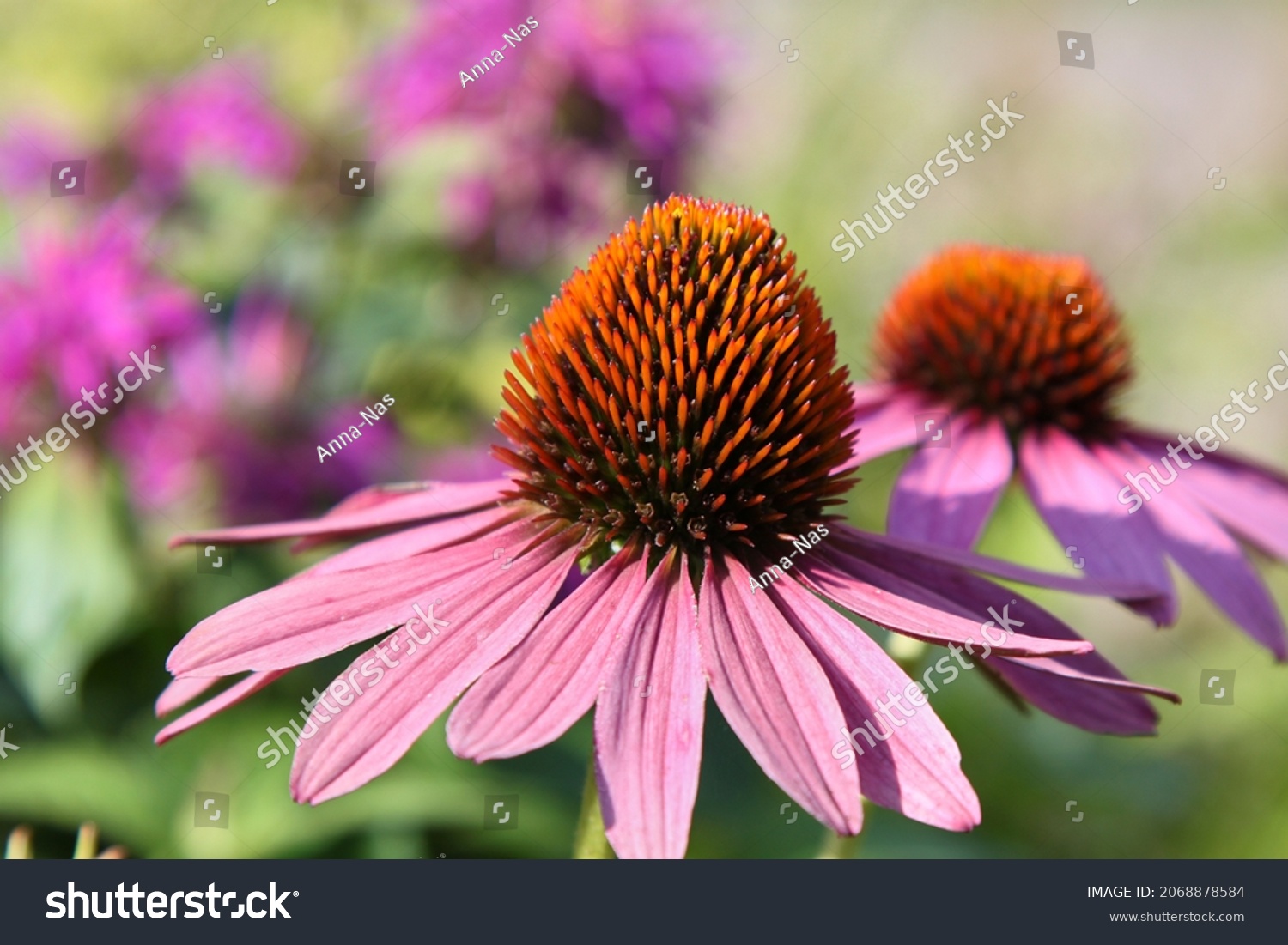 Blooming rose echinacea with a natural background. Pink coneflower. Selective focus. High quality photo #2068878584