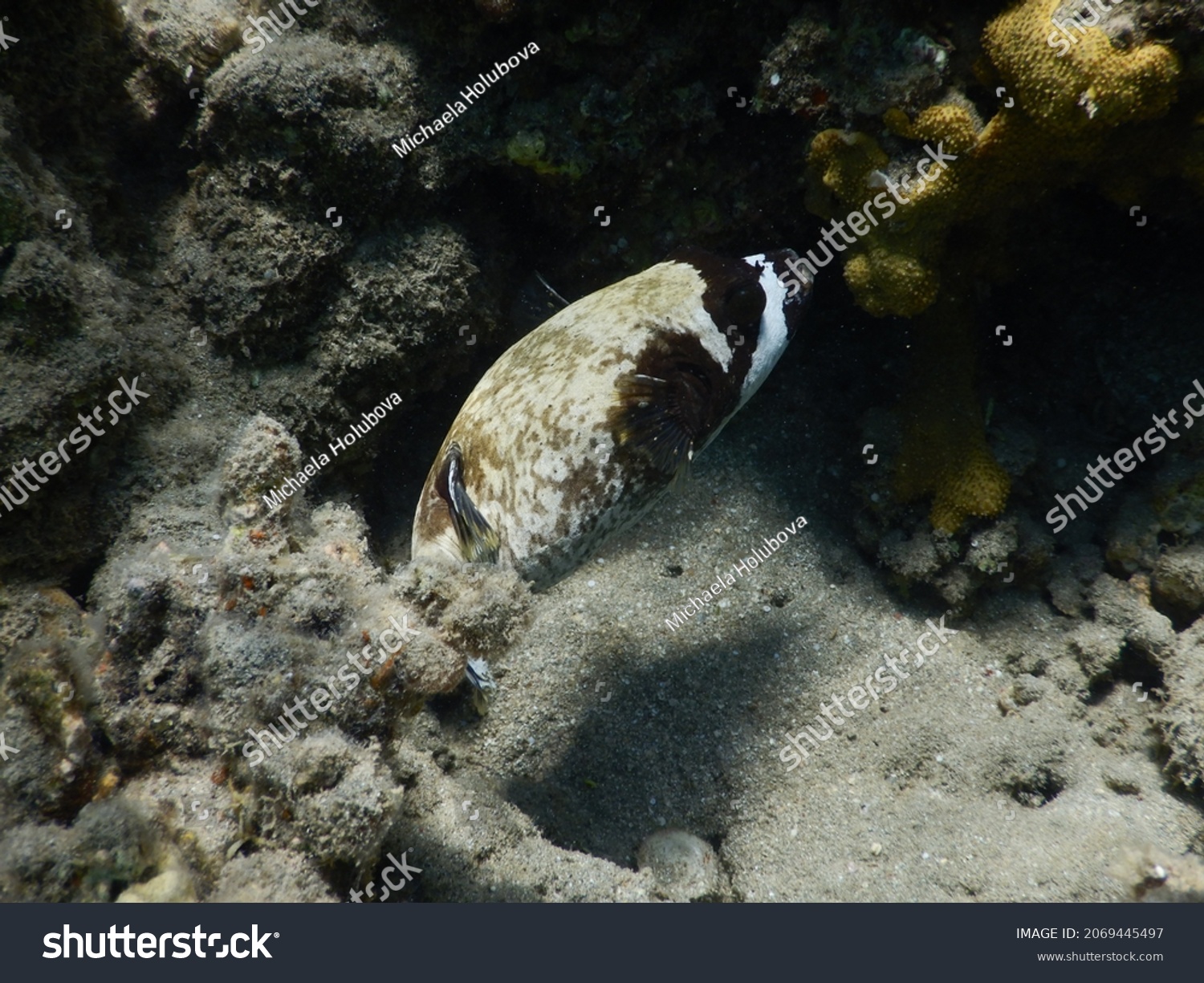masked puffer Arothron diadematus is a pufferfish in the family Tetraodontidae View of a masked puffer fish, Arothron diadematus, swimming among coral. Puffers are named for their habit of blowing up  #2069445497