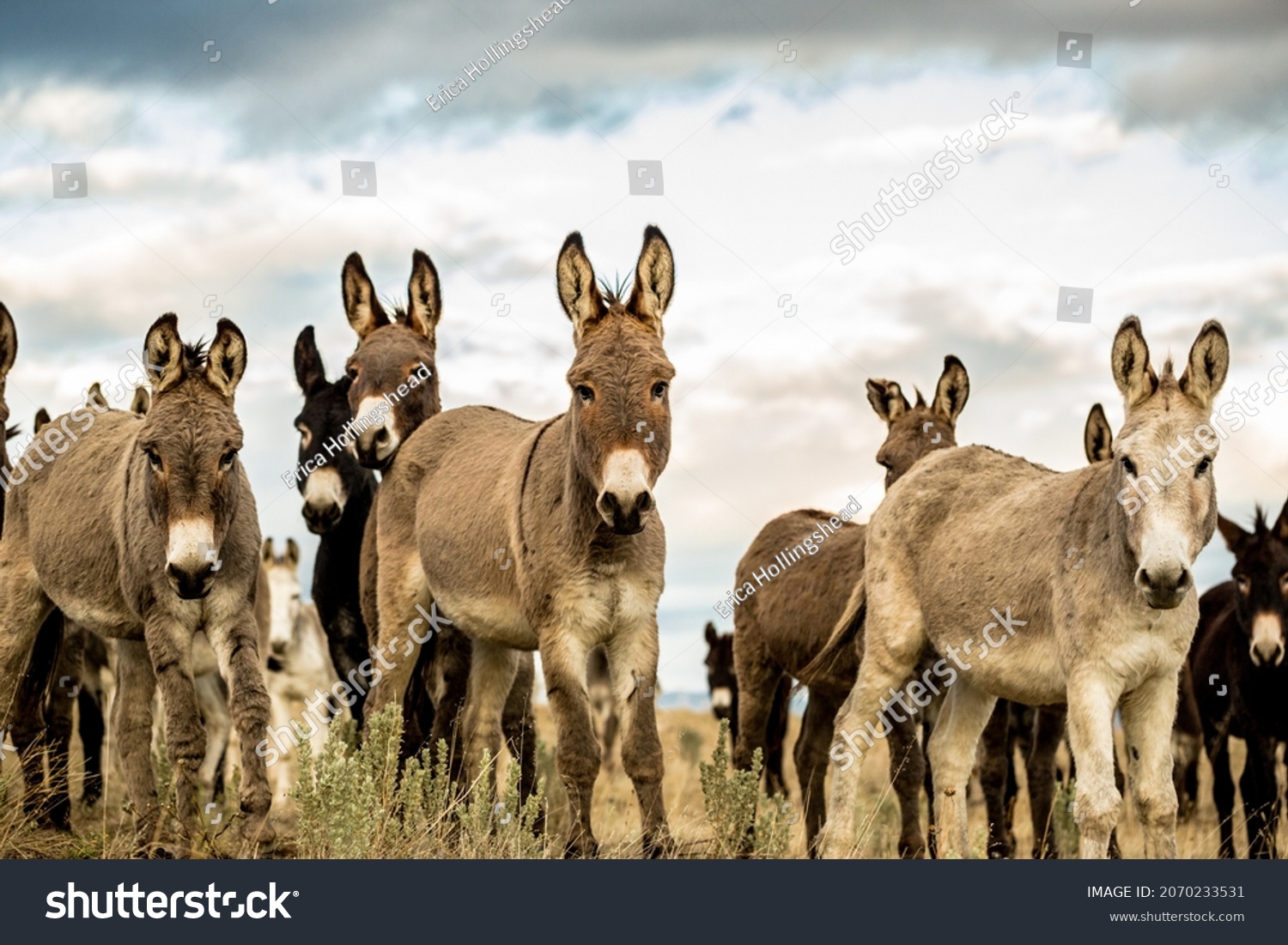 A herd of colorful Stubborn Donkeys in a countryside field. #2070233531