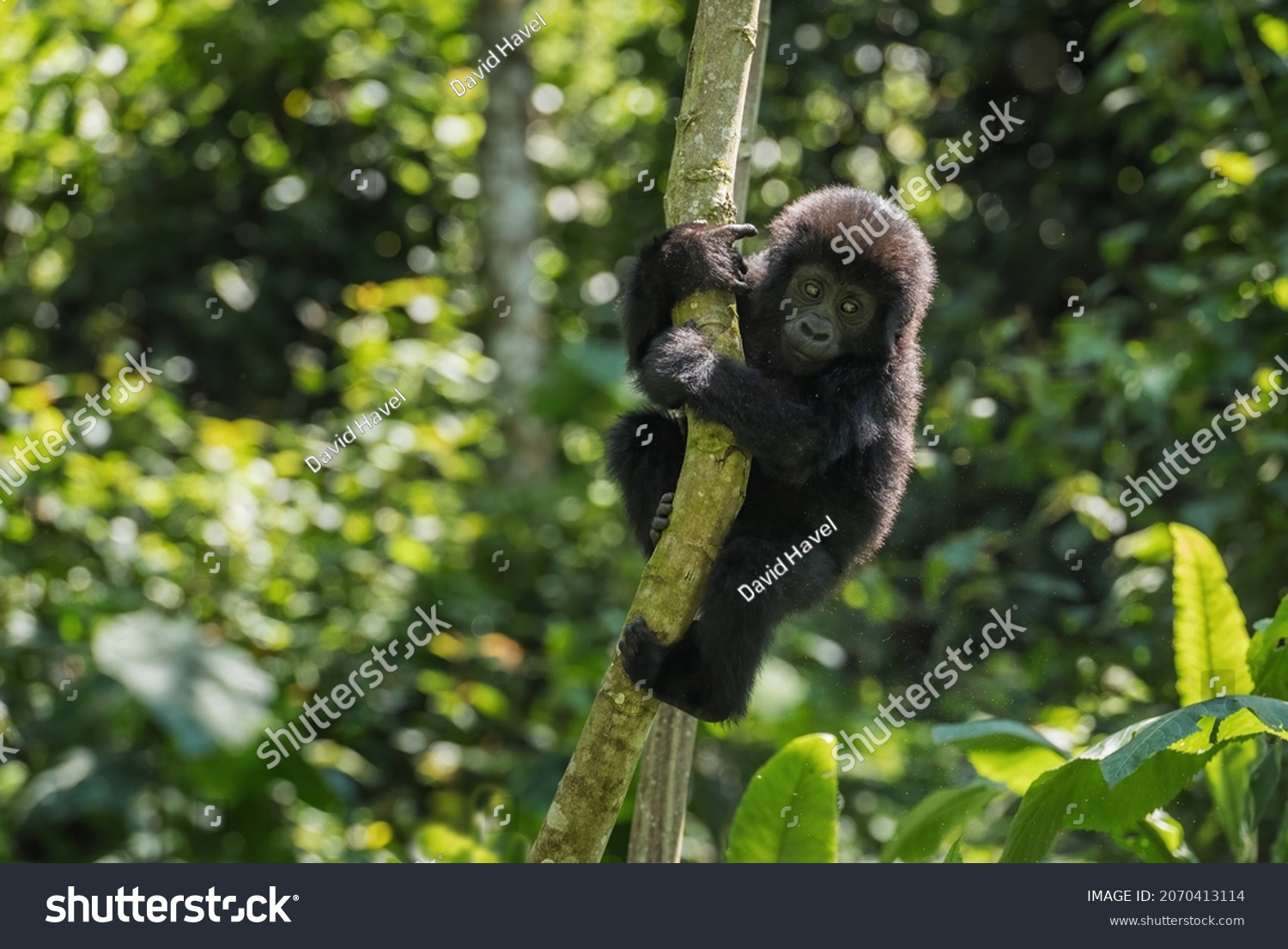 Mountain gorilla - Gorilla beringei, endangered popular large ape from African montane forests, Bwindi, Uganda. #2070413114