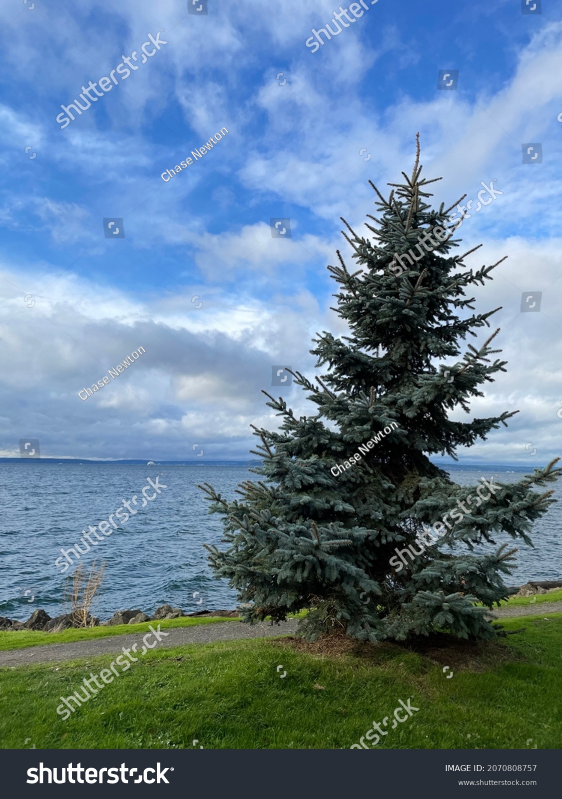 An evergreen living by the Puget Sound, Elliott Bay #2070808757