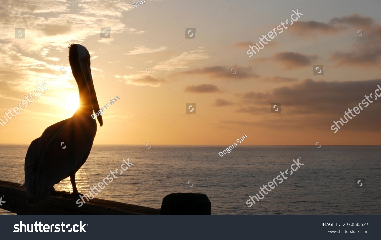 Wild pelican on wooden pier railing, Oceanside boardwalk, California ocean beach, USA wildlife. Pelecanus by sea water. Big bird in freedom close up, contrast silhouette at sunset. Large bill beak. #2070885527