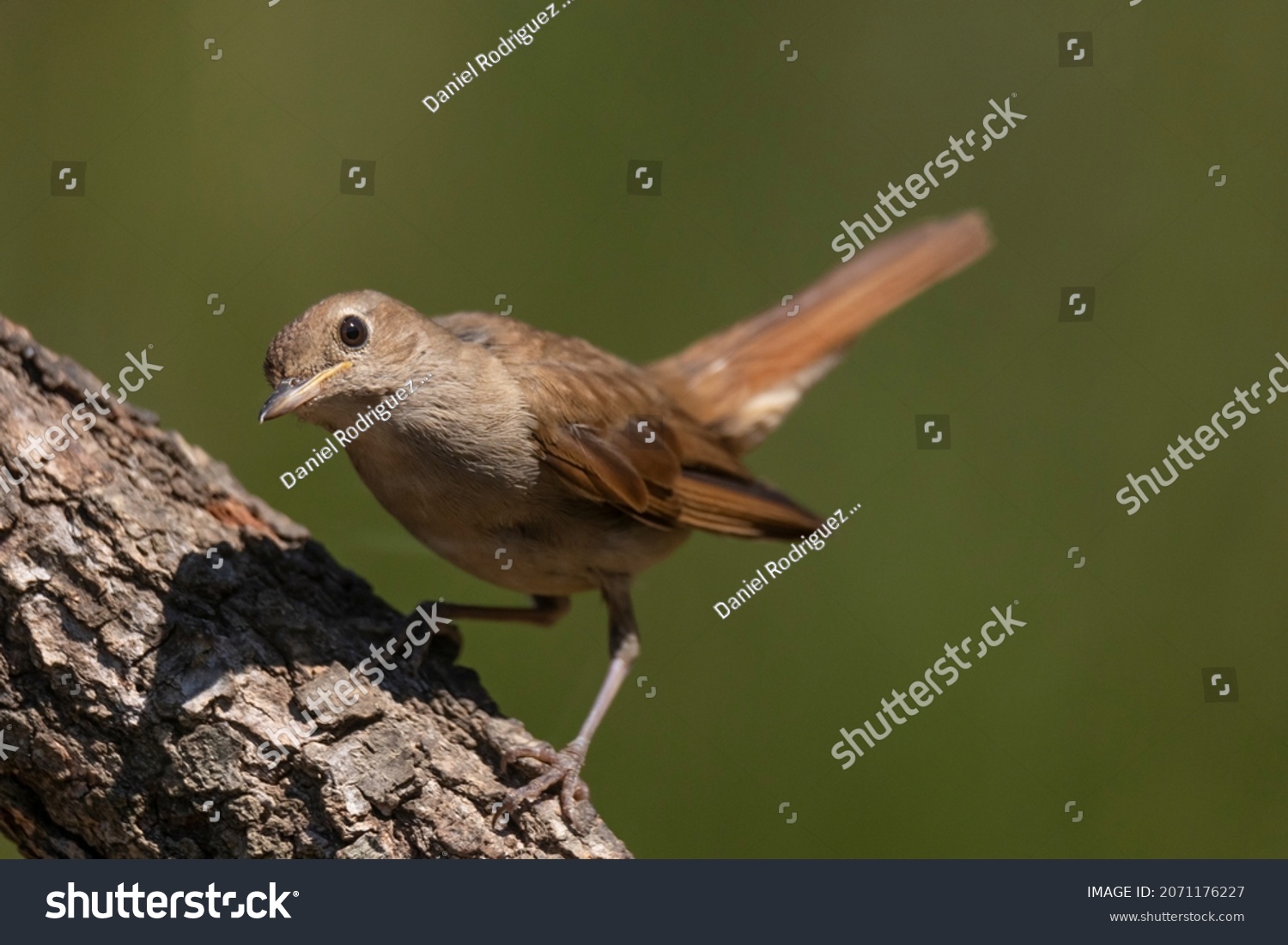 Nightingale perched in profile on a branch, looking at the camera. With green background out of focus. Horizontal image. The bird illuminated by the sun. Animal concept. #2071176227