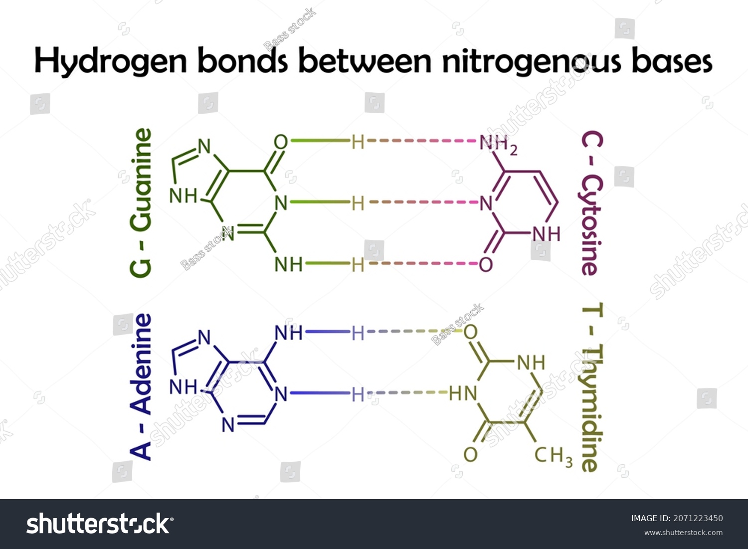 Diagram Showing Hydrogen Bonds Between Dna Royalty Free Stock Vector 2071223450 