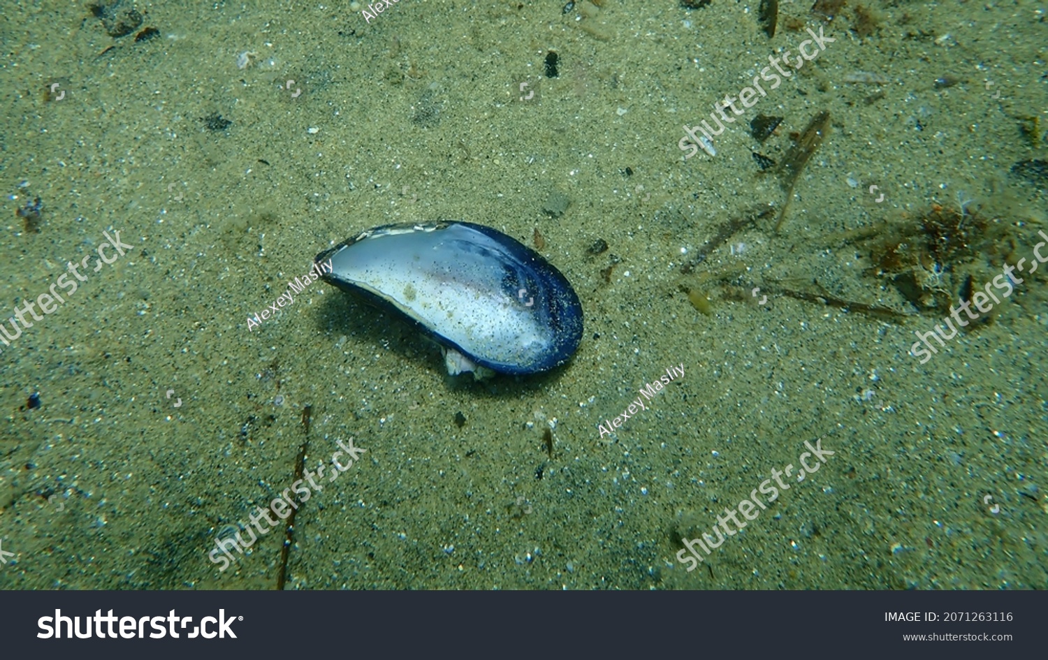 Seashell of bivalve mollusc Blue mussel or Common mussel (Mytilus edulis) undersea, Aegean Sea, Greece, Halkidiki #2071263116
