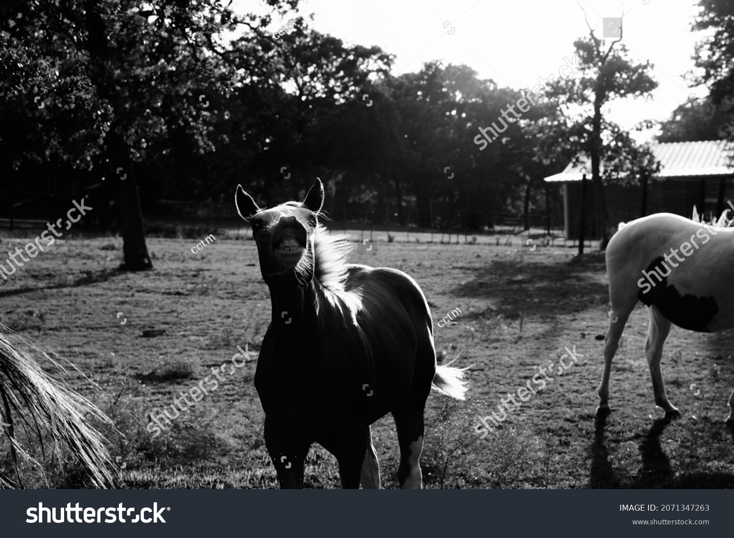 Colt horse making flehmen response face with horses in farm field. #2071347263
