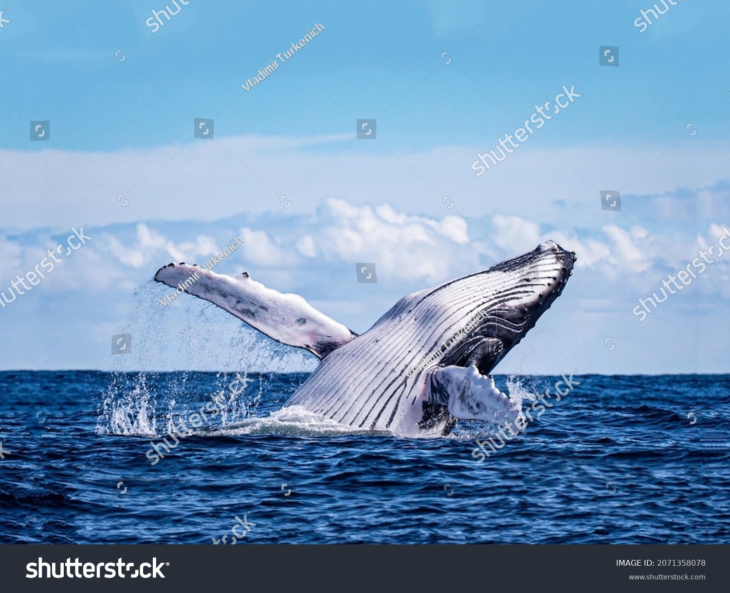 A magnificent humpback whale emerges over the blue water surface in close-up #2071358078
