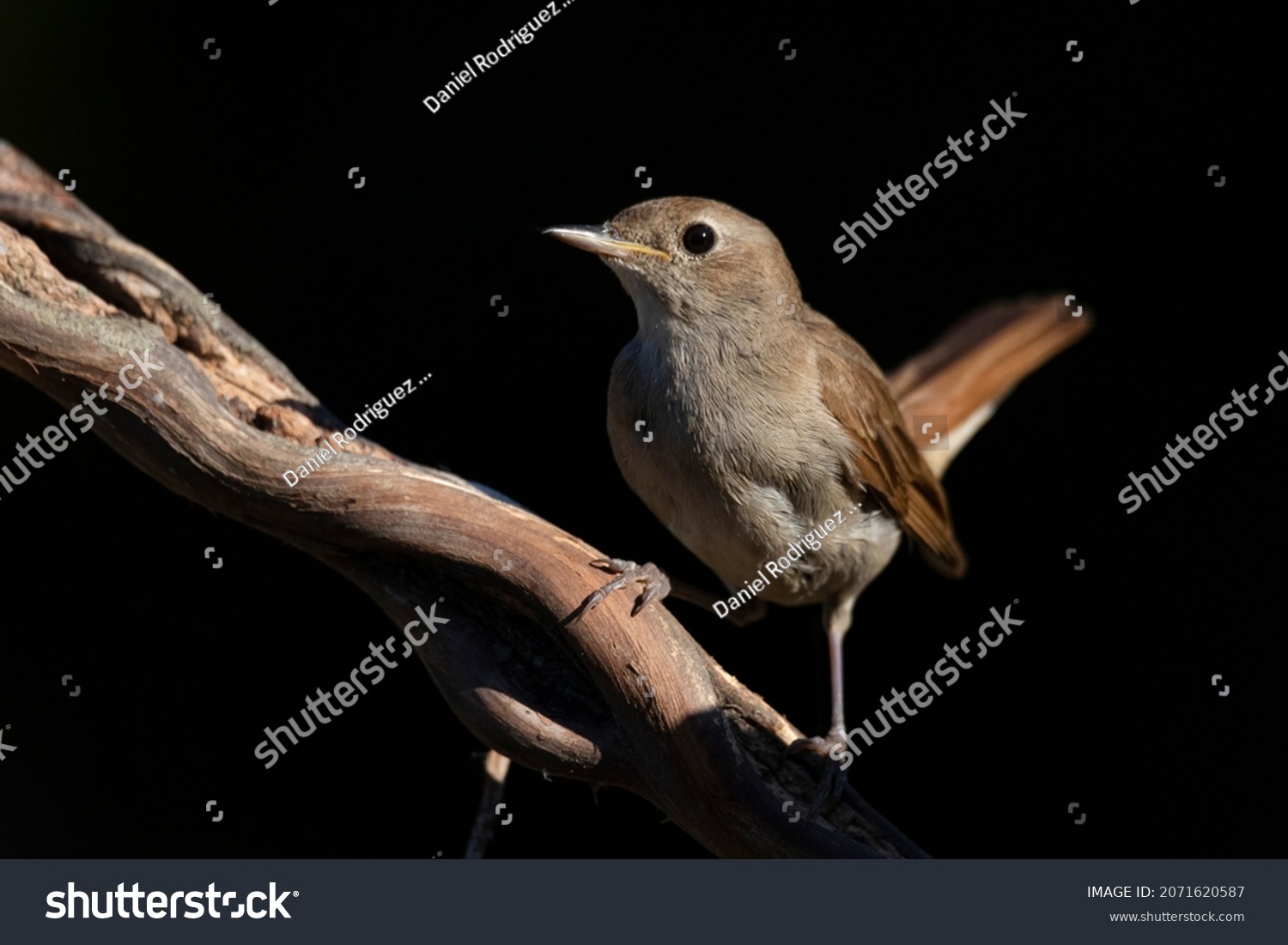 Nightingale perched on a branch, looking at the camera. With black background. Horizontal image. The bird illuminated by the sun with full detail of its plumage. Wildlife concept. #2071620587