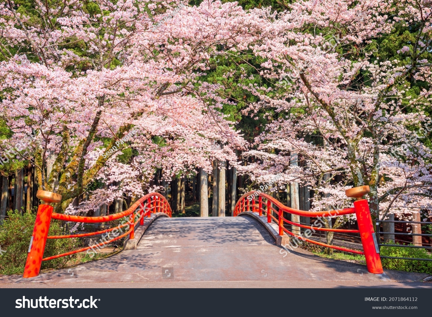 Kamijo, Shizuoka, Japan rural scene with cherry blossoms and a traditional bridge. #2071864112