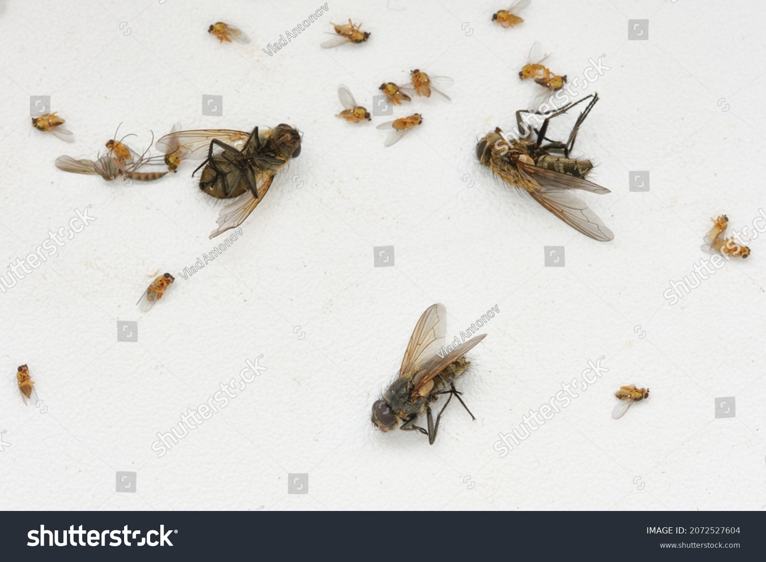 Dead flies on a white windowsill. Many dead house flies lies on a windowsill. Black dead body of the fly lying on the white table or windowsill #2072527604
