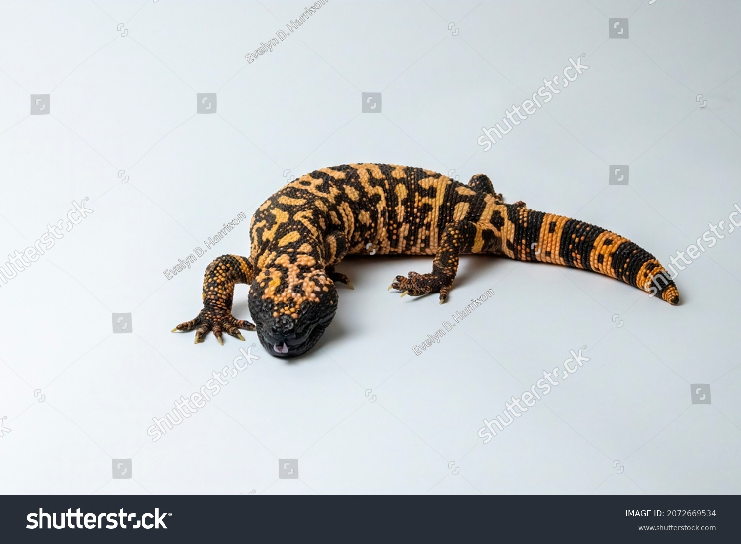 Hissing Gila Monster Lizard Isolated on White Background #2072669534