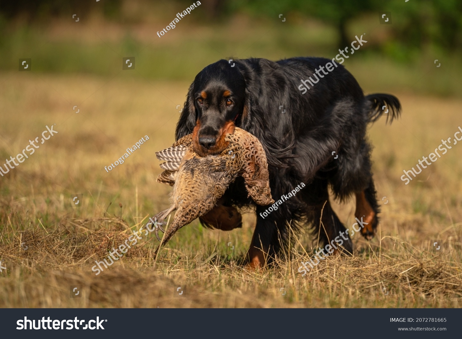 gordon setter hunting the pheasant #2072781665