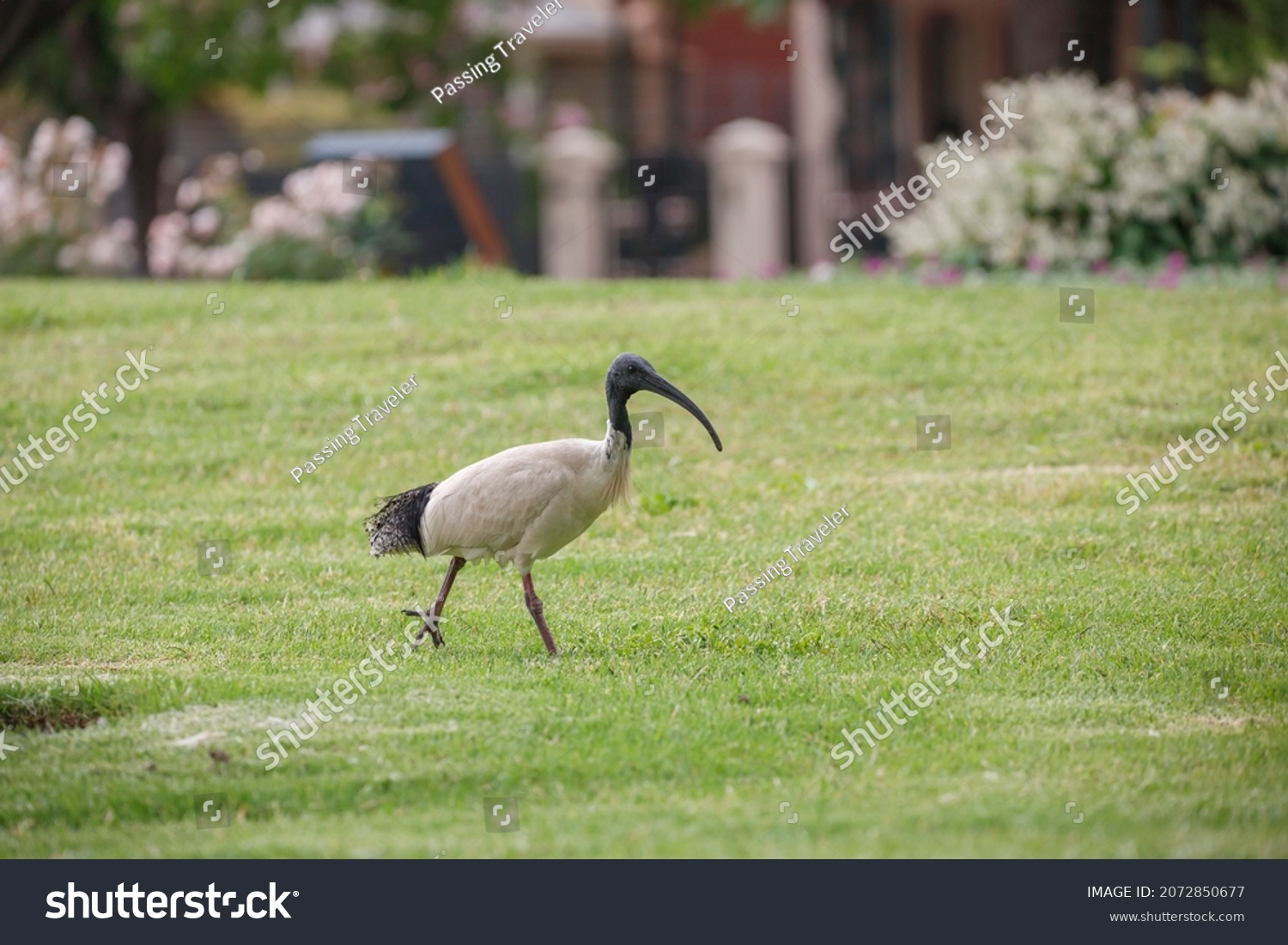 Australian ibis bird with a long beak and long legs found in a grass field #2072850677