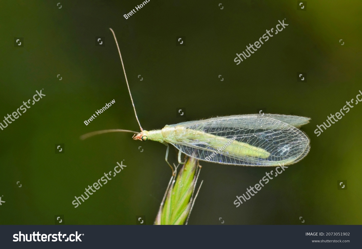 Adult Green Lacewing on a grass stalk in Houston, TX. Beneficial creatures that are natural predators of other insect pests. #2073051902