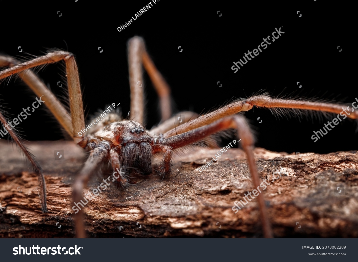The spider species Tegenaria domestica, commonly known as the barn funnel weaver in North America and the domestic house spider in Europe #2073082289