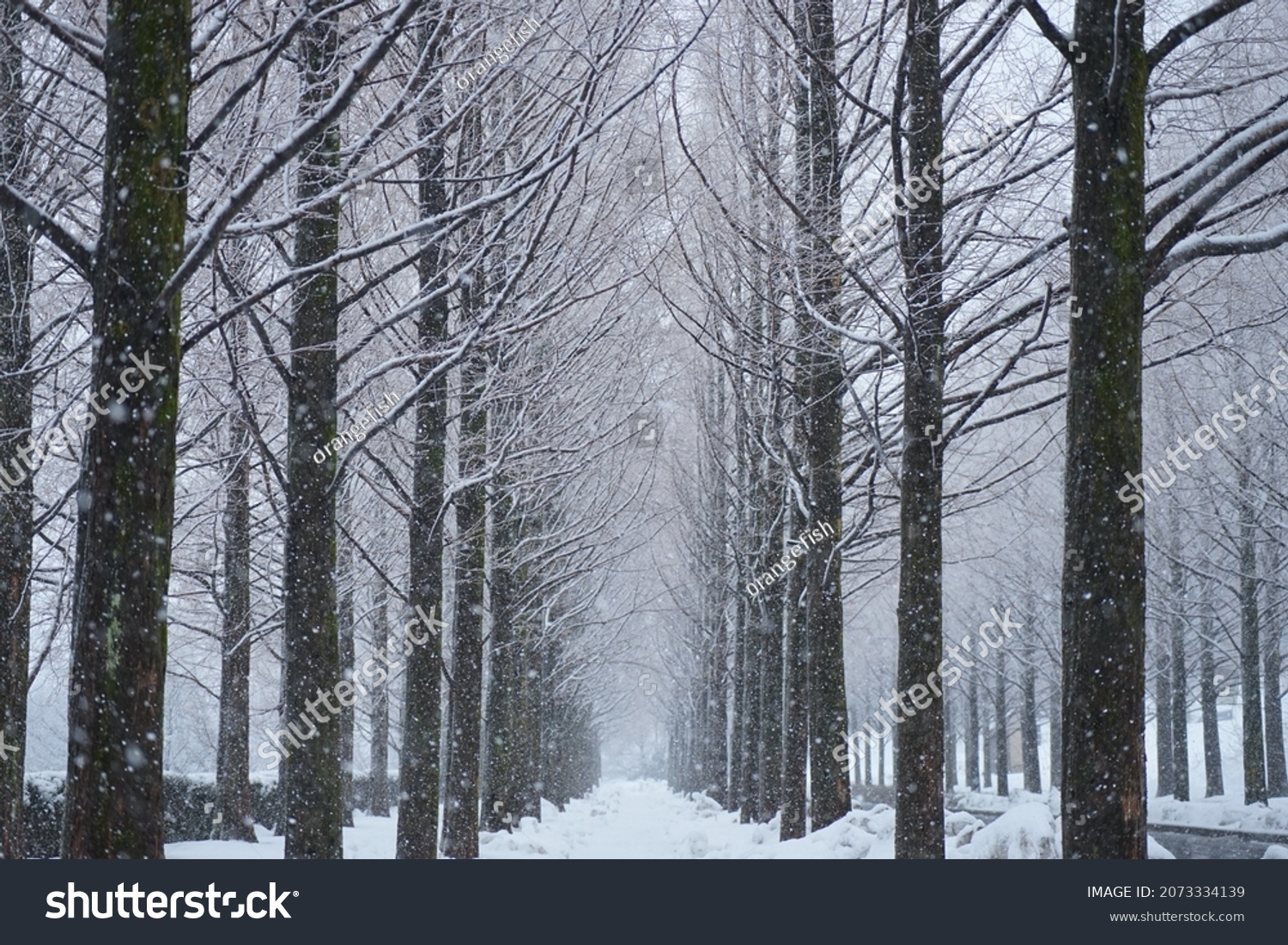 Snowy Metasequoia trees in Kanazawa, Japan #2073334139