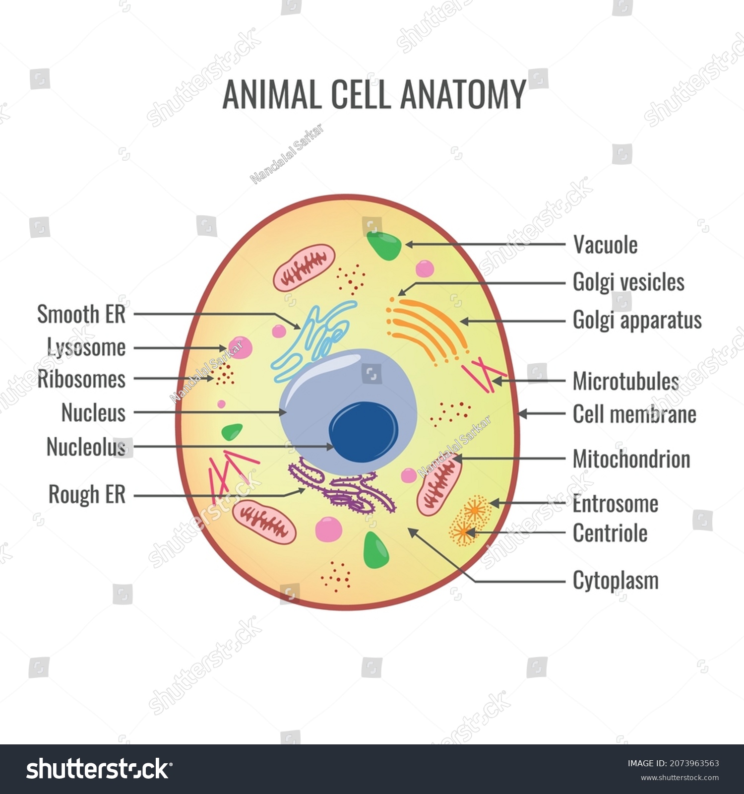 The structure of an animal cell. Eukaryotic cell - Royalty Free Stock ...