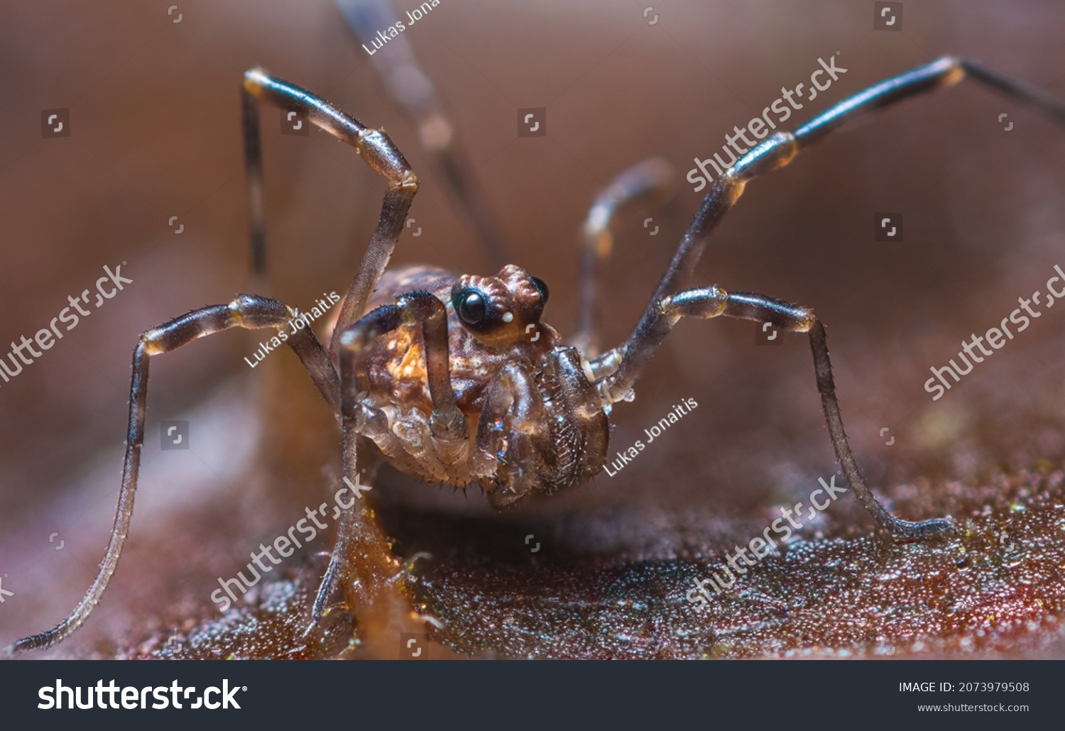 Close up macro photo of a male Phalangium opilio, the most widespread species of harvestman in the world. A harvester, daddy longlegs or opilion #2073979508