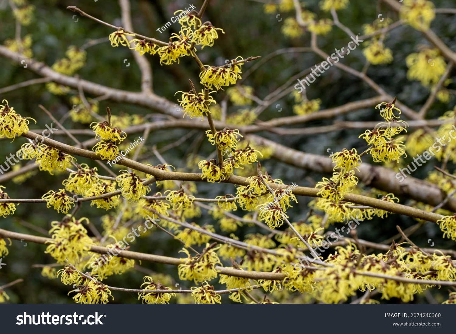 Hamamelis x intermedia Savil Starlight flowers in spring #2074240360