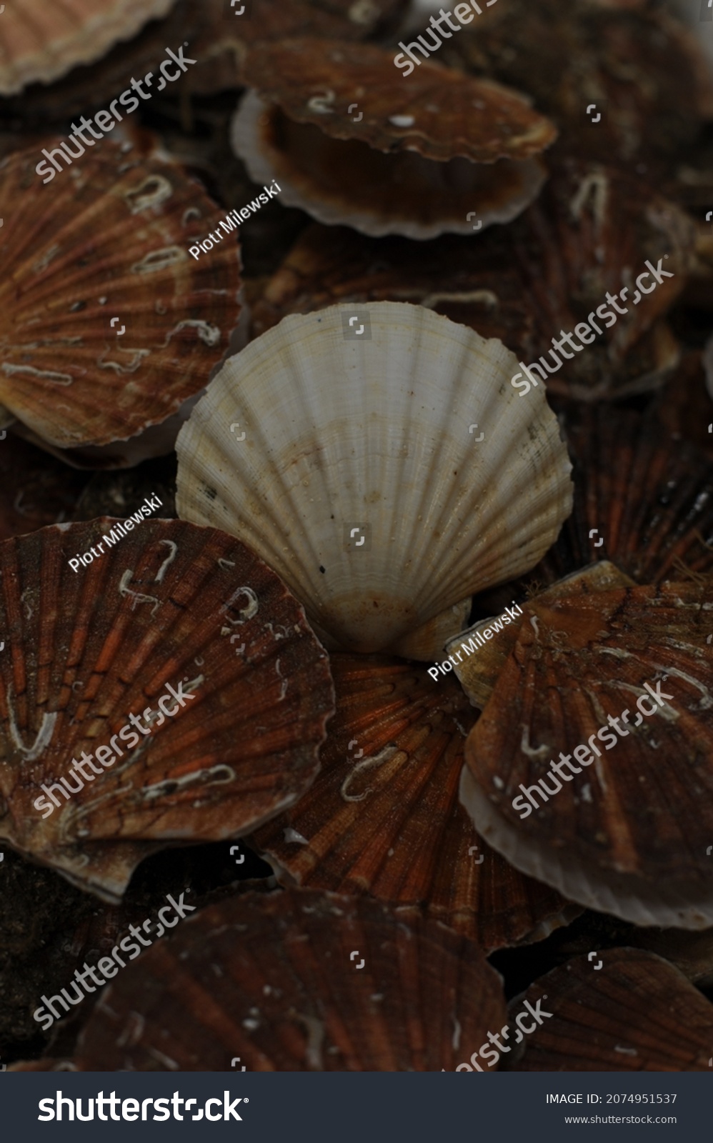 Fresh scallops in shells, seafood, fruit de mer, hotate, St James shell, pecten maximus,mollusks mollusca #2074951537