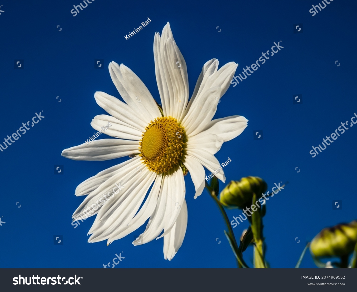 Macro shot of a white daisies of giant or high daisy (Leucanthemella serotina) with bright blue sky in background in autumn. Flowerheads with white ray florets and greenish-yellow centres #2074969552