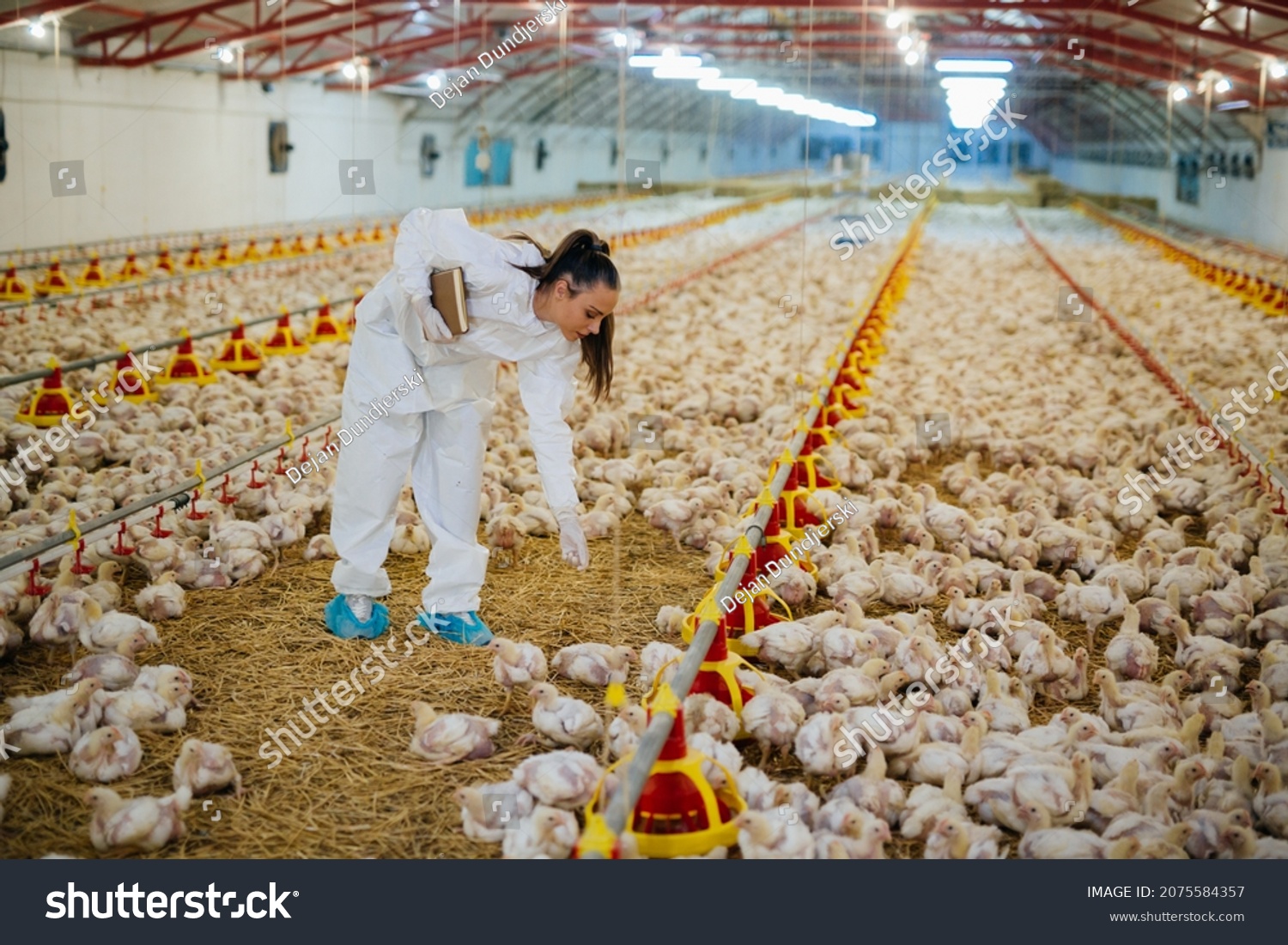 veterinarian examine chicken in farm #2075584357