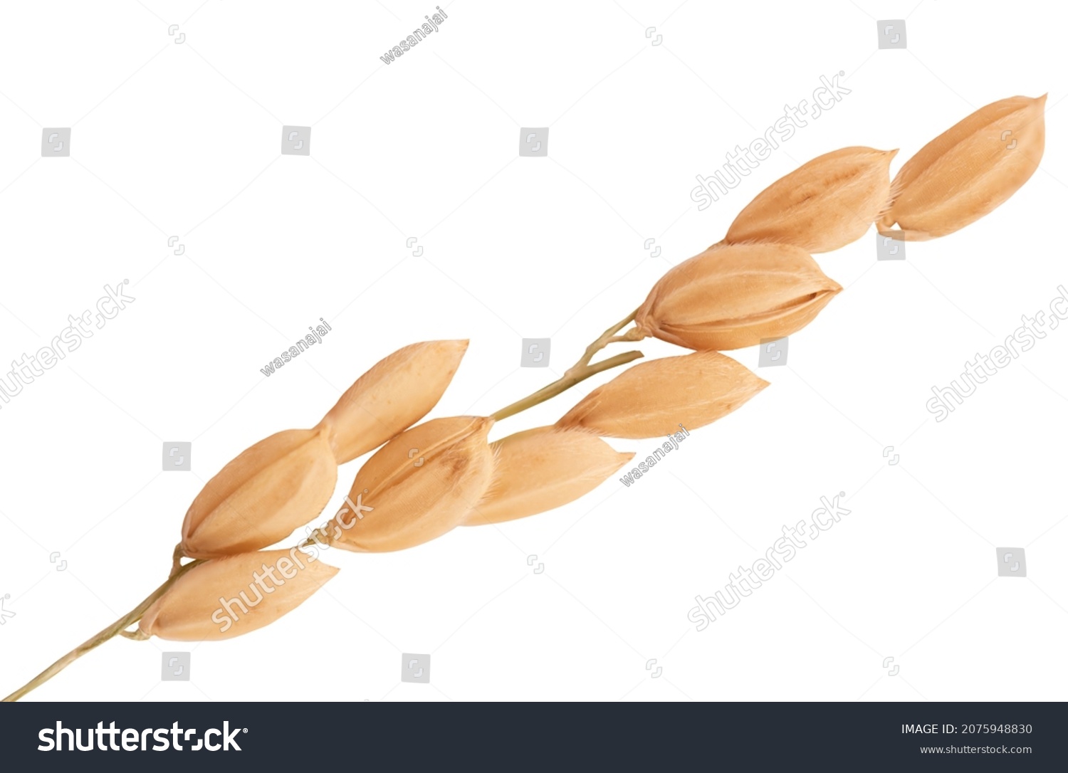 Ear of japanese rices isolated on white background with clipping path.top view,flat lay. #2075948830