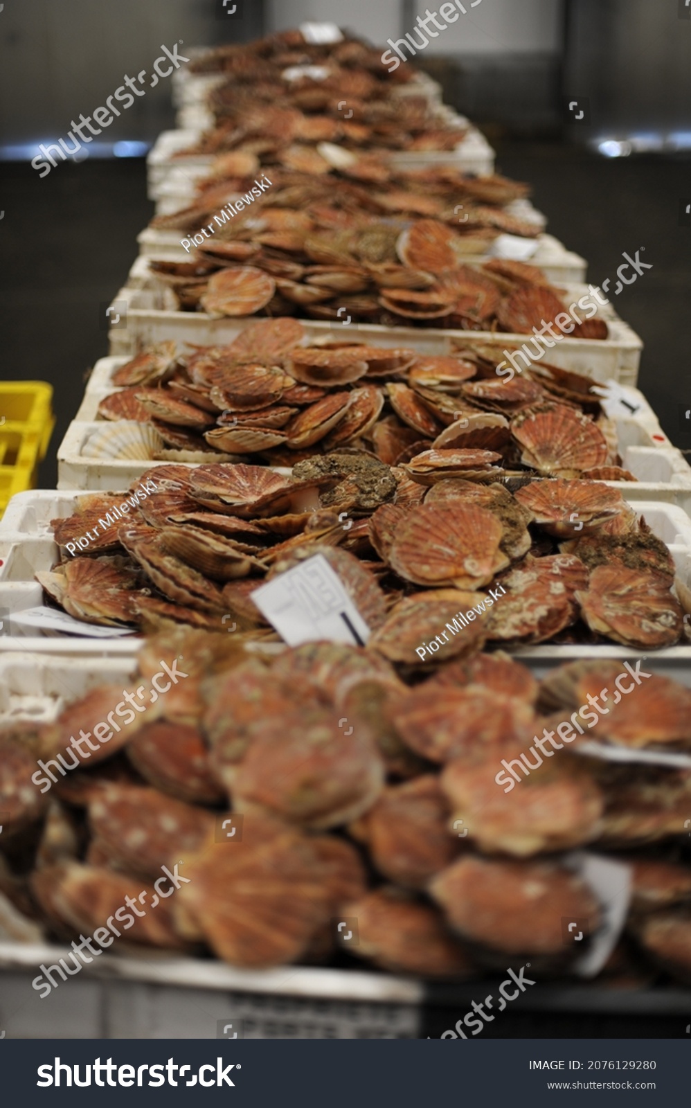 Fresh scallops in shells in a market in Normandy, France (seafood, fruit de mer, hotate, St James shell, pecten maximus,mollusks mollusca) #2076129280