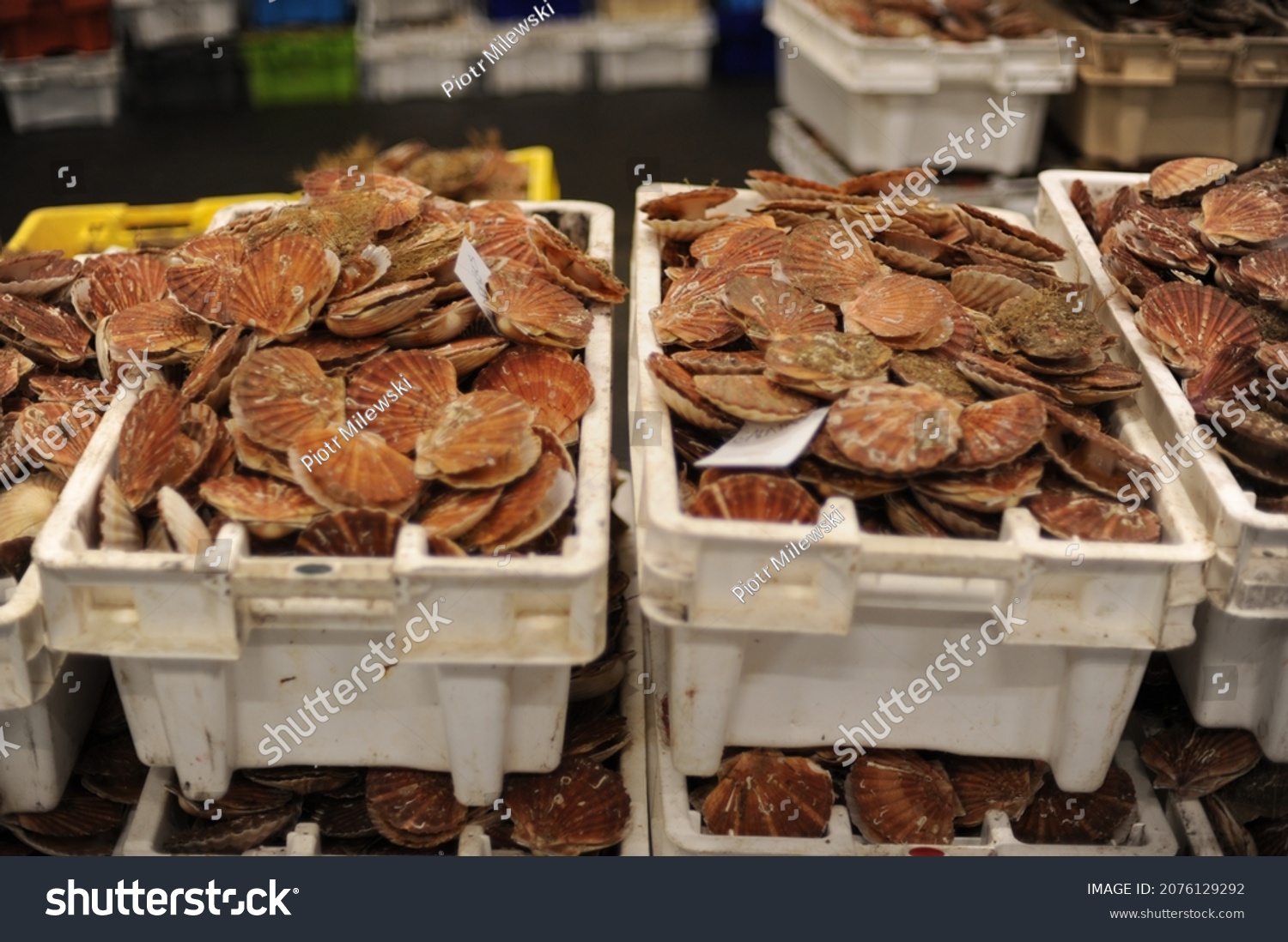 Fresh scallops in shells in a market in Normandy, France (seafood, fruit de mer, hotate, St James shell, pecten maximus,mollusks mollusca) #2076129292