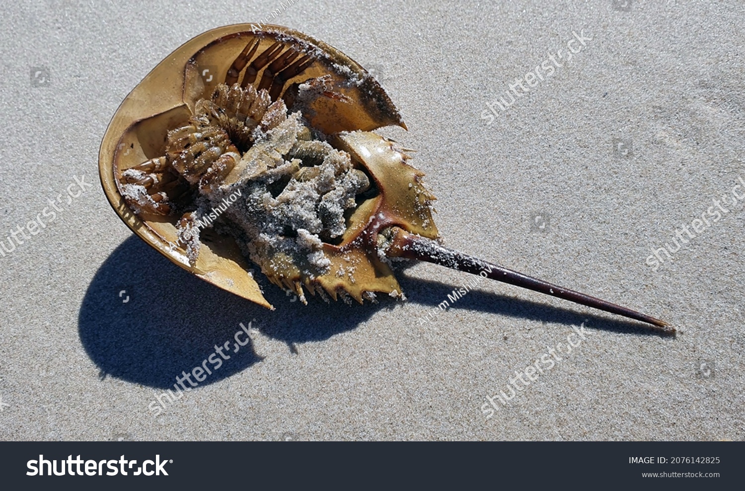 Horseshoe crab -  shell on a sandy beach #2076142825