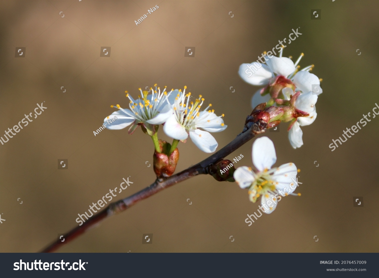 Blooming apple tree on a blurred natural background. Selective focus. High quality photo #2076457009
