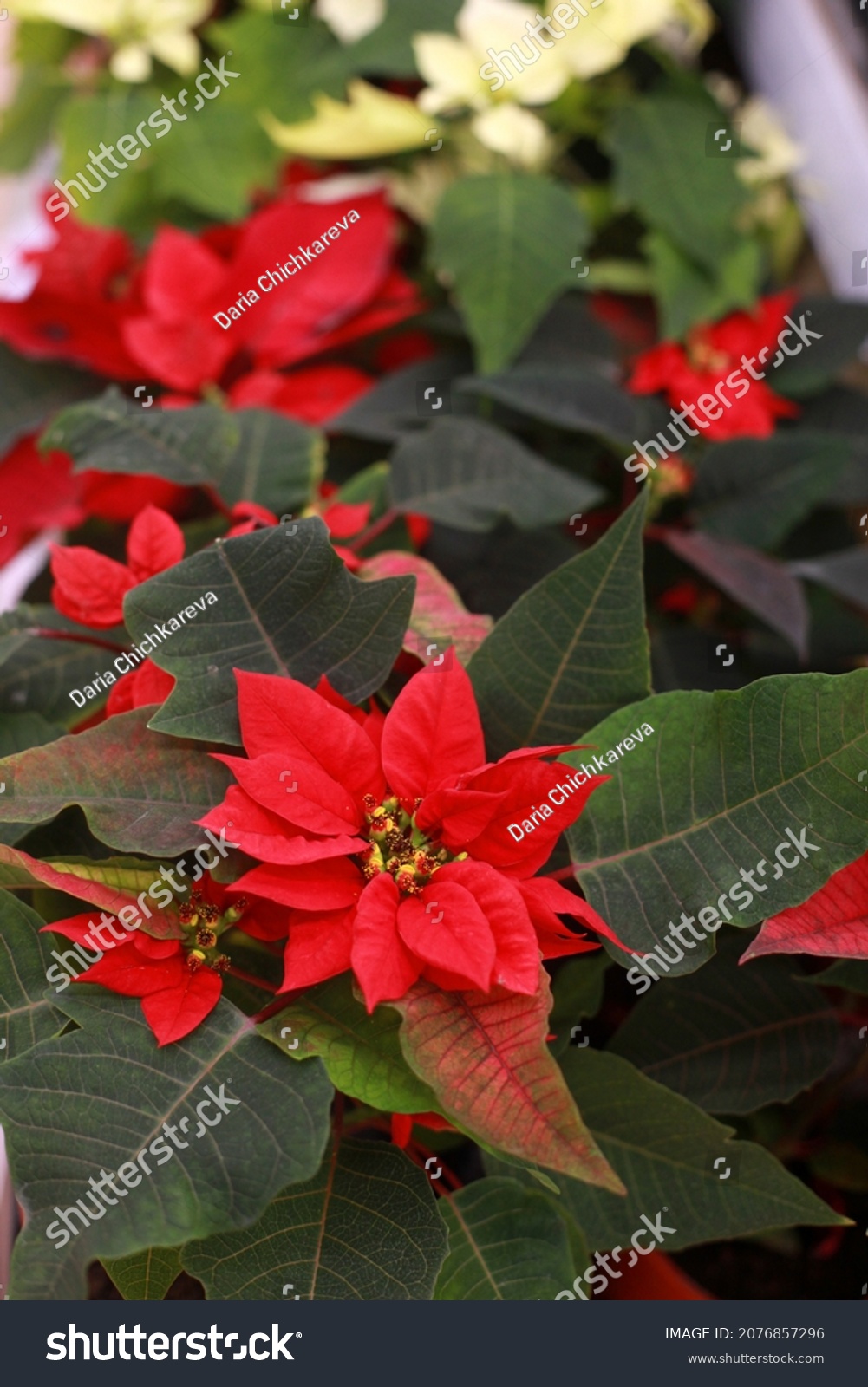 Background of Christmas flowers Poinsettia in  pots #2076857296