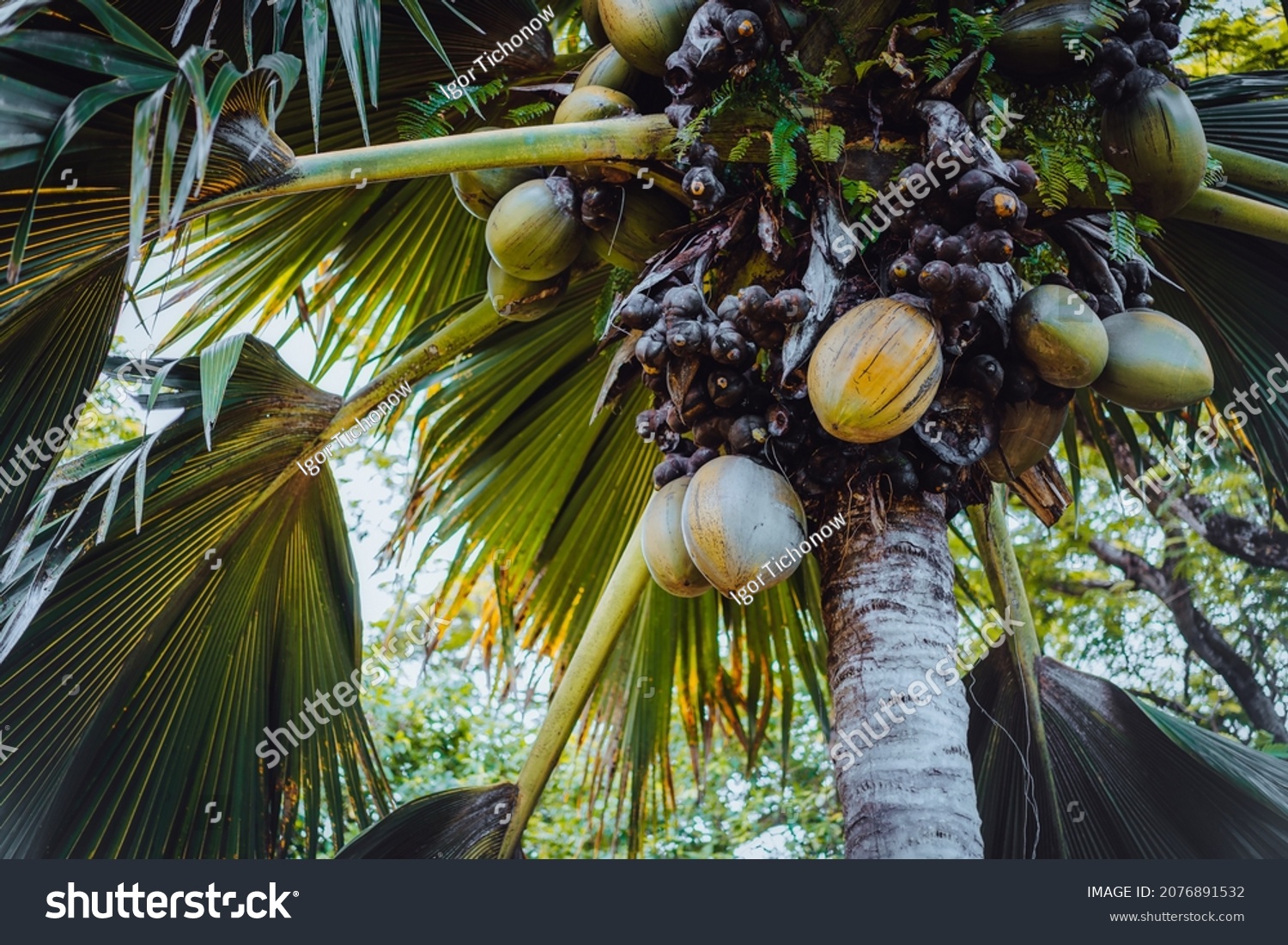 Close up of Lodoicea known as the coco de mer or double coconut. It is endemic to the islands of Praslin and Curieuse in the Seychelles #2076891532