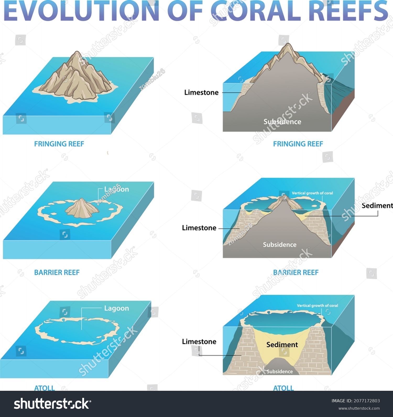 An Infographic Of Coral Reef Types, And - Royalty Free Stock Vector ...