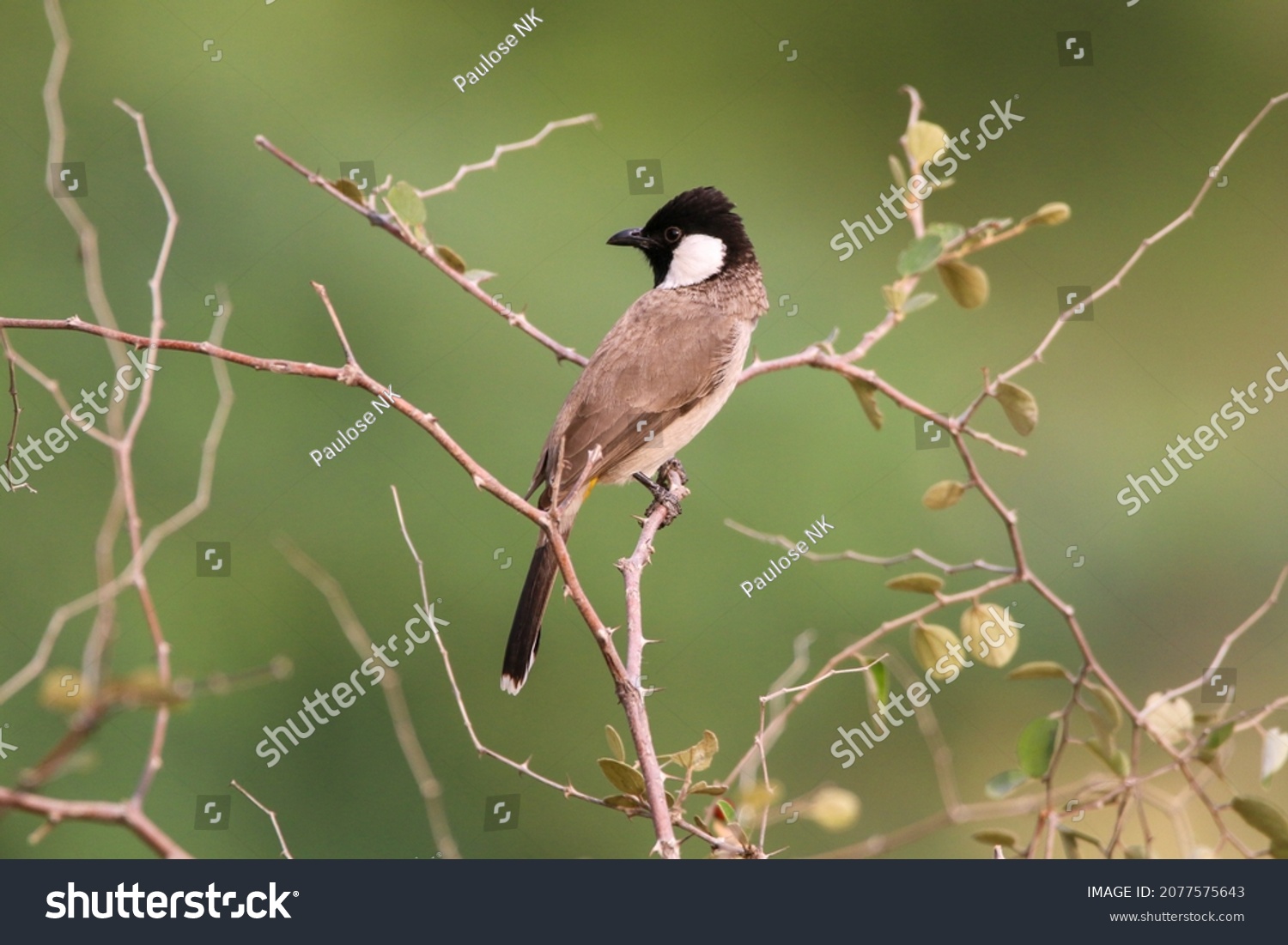 The white-eared bulbul or white-cheeked bulbul, is a member of the bulbul family. #2077575643