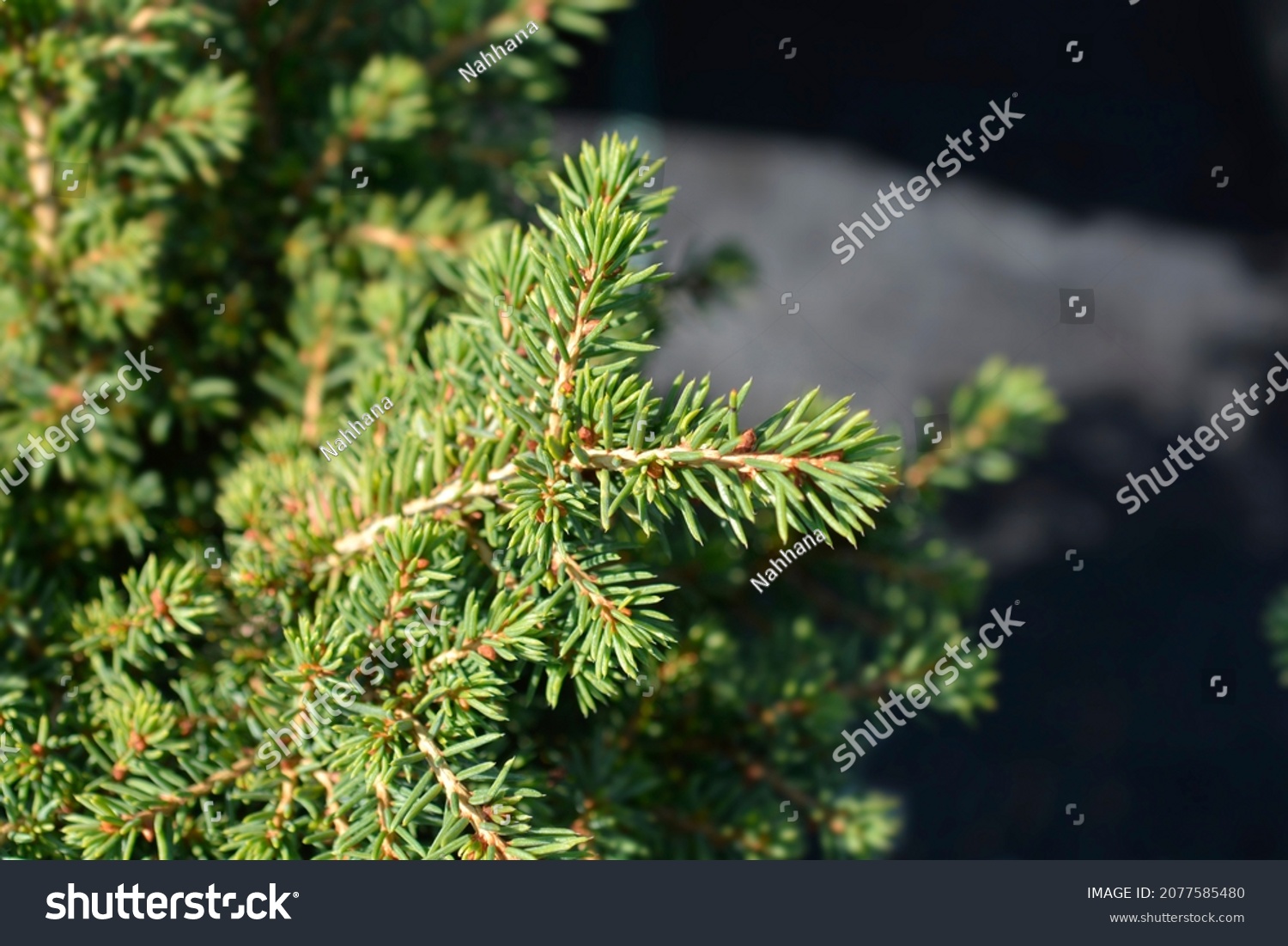 Little Gem Norway spruce - Latin name - Picea abies Little Gem #2077585480