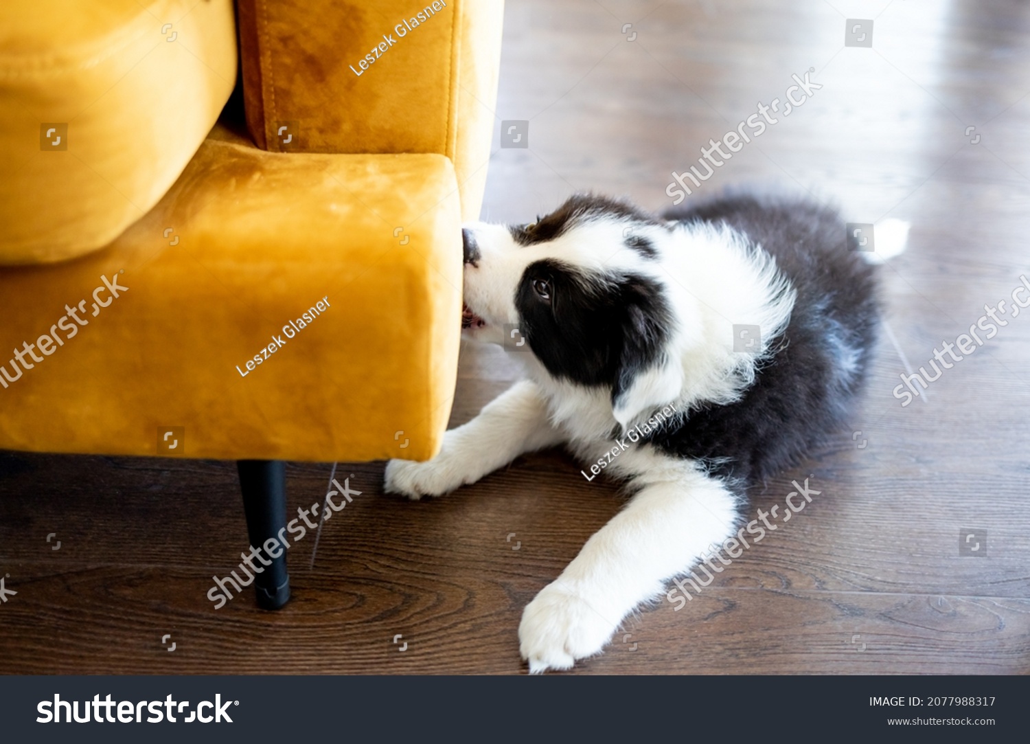 Puppy Border Collie dog bites furniture at home #2077988317