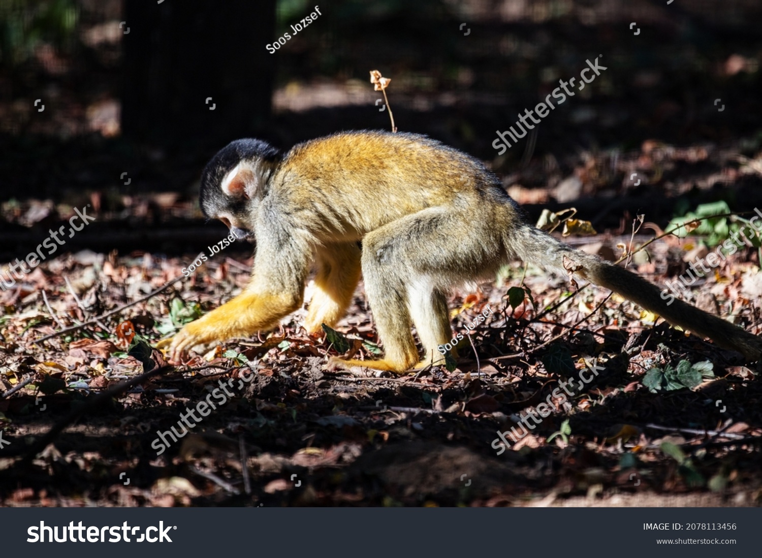 Bolivian Squirrel Monkey. Mammal and mammals. Land world and fauna. Wildlife and zoology. Nature and animal photography. #2078113456