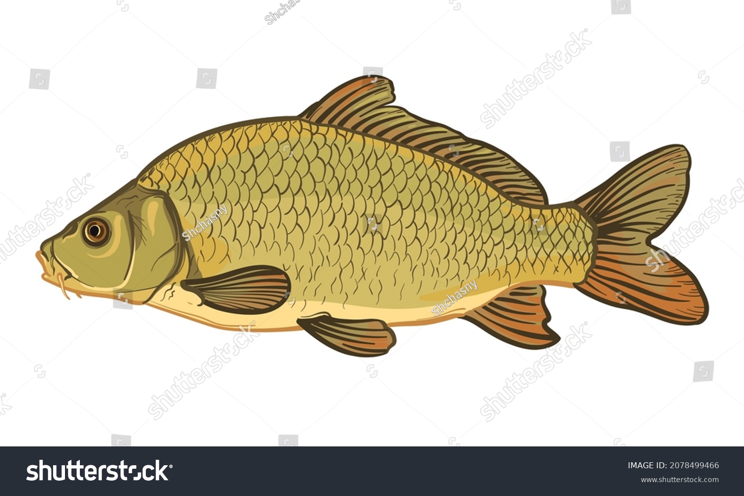 Carp fish, isolated on a white background. Color vector illustration of a fish. #2078499466