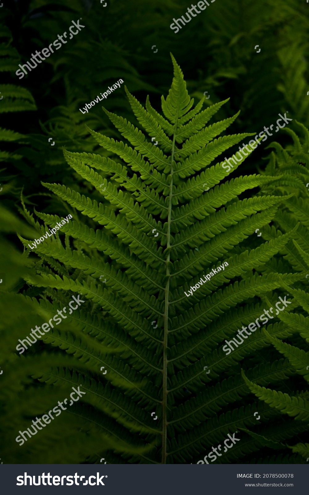 macro photo of green fern petals. The fern bloomed. Fern on a background of green plants. Beauty is in the little things #2078500078
