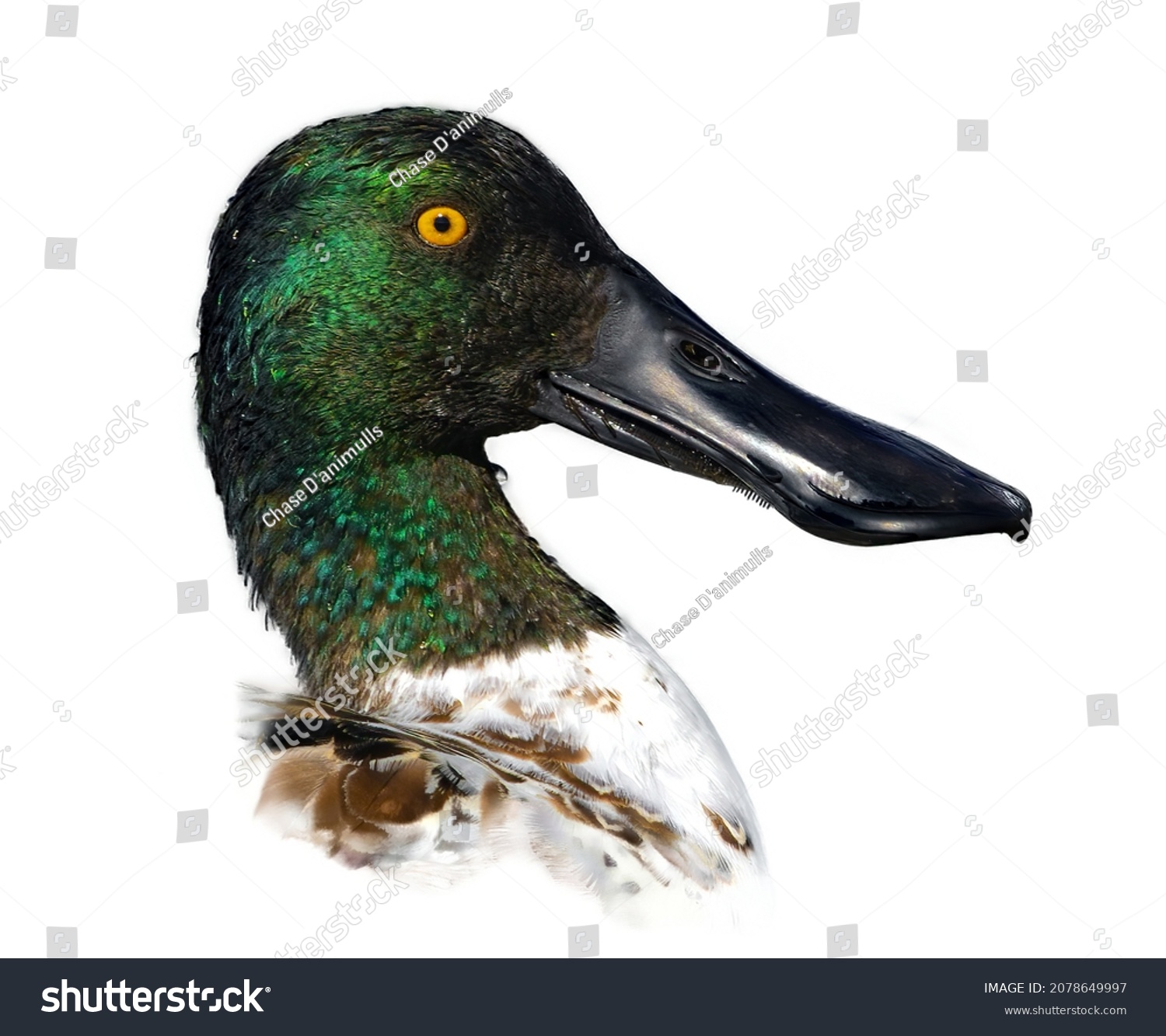 male northern shoveler drake - Spatula clypeata - with green iridescent head, orange eye, wide black bill,  in great detail, showing lamellae on Bill, isolated cutout on white background #2078649997