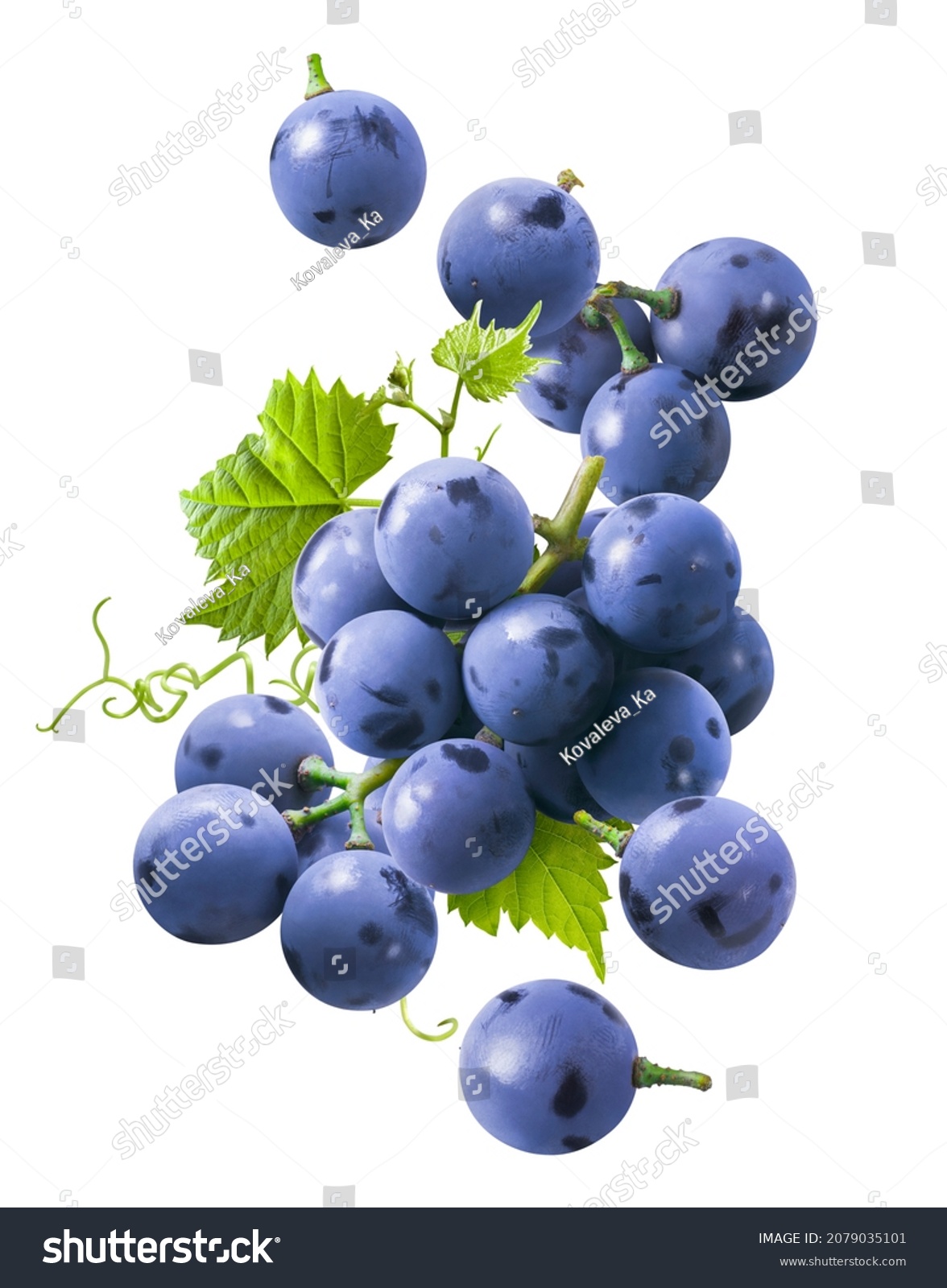 Bunch of flying blue grapes isolated on white background. Falling berries. Package design element with clipping path #2079035101