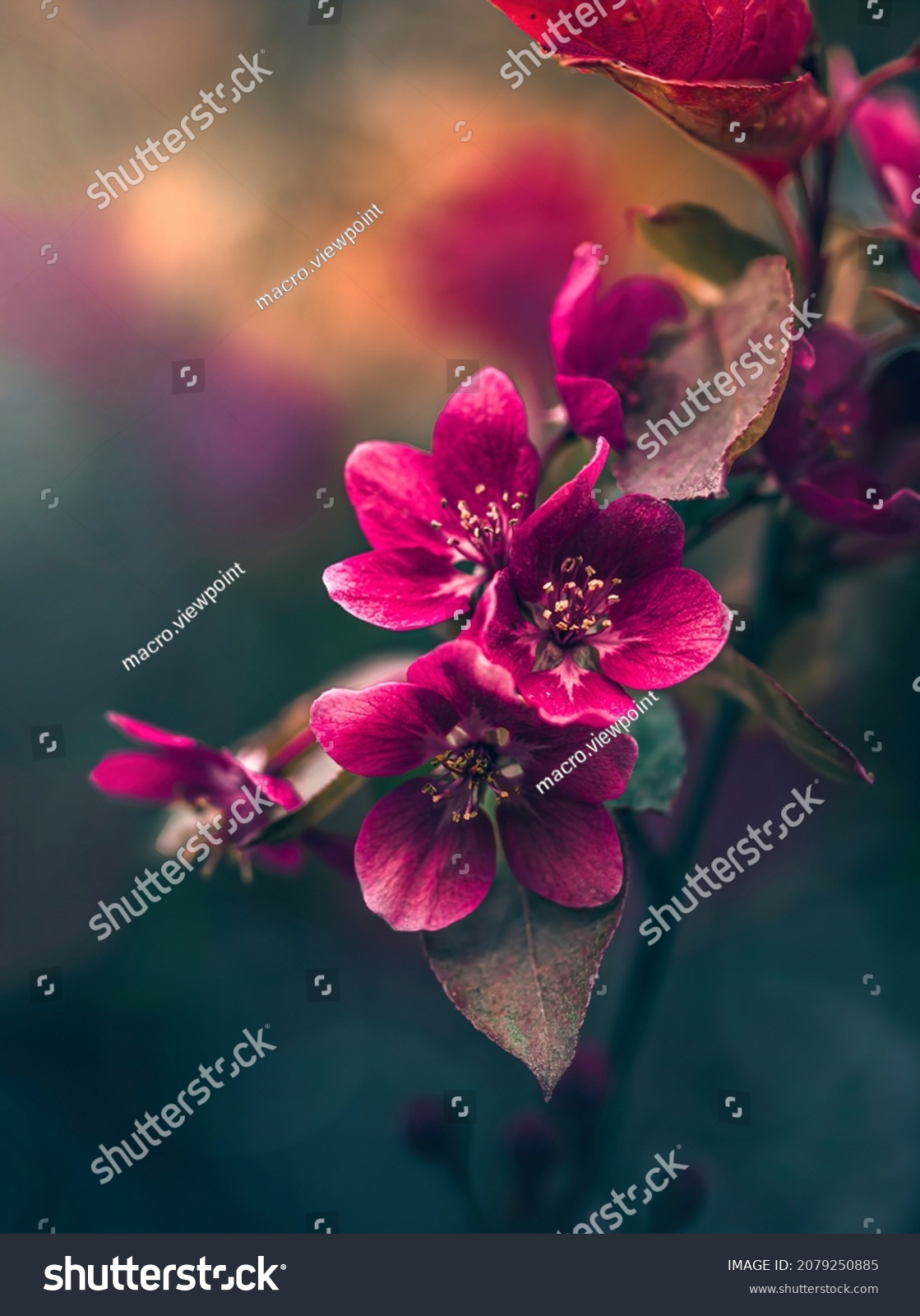 Macro of pink apple flowers. Shallow depth of field. Warm light in the background. Beautiful and romantic color #2079250885
