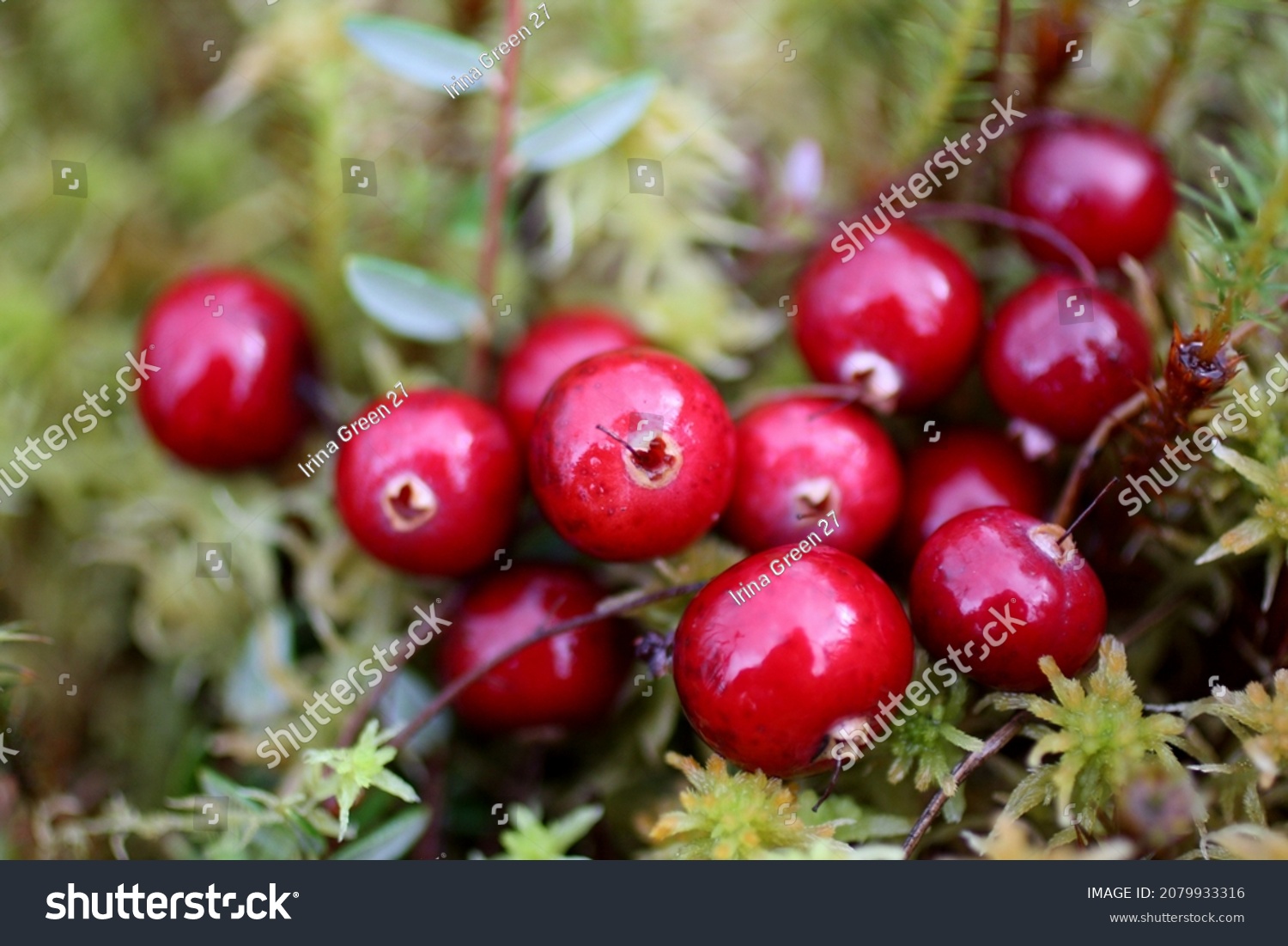 Cranberry wild. The bunch of red berries of cranberries in the fall in the swamp. Forest berries in the natural environment. Macro photo.  #2079933316
