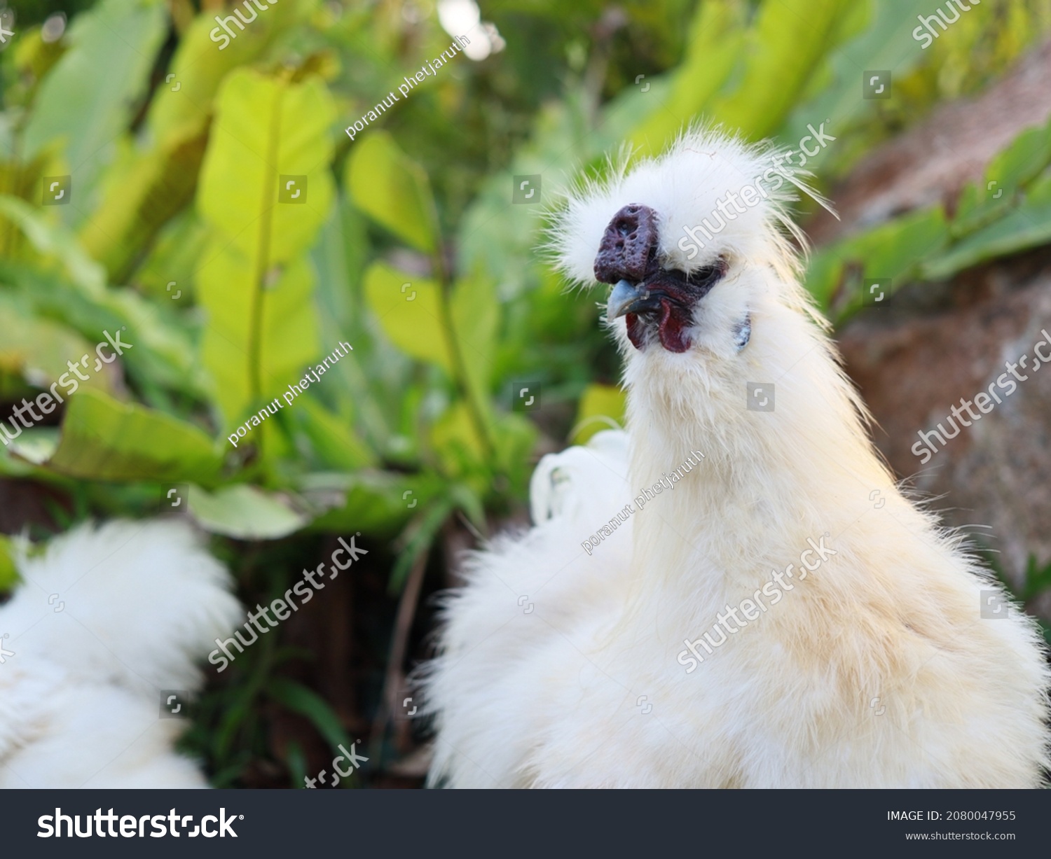 Silkie chicken: On the green grass. Silkie - an unusual breed poultry with fluffy like wool feathers and black leather. Selective focus image. #2080047955