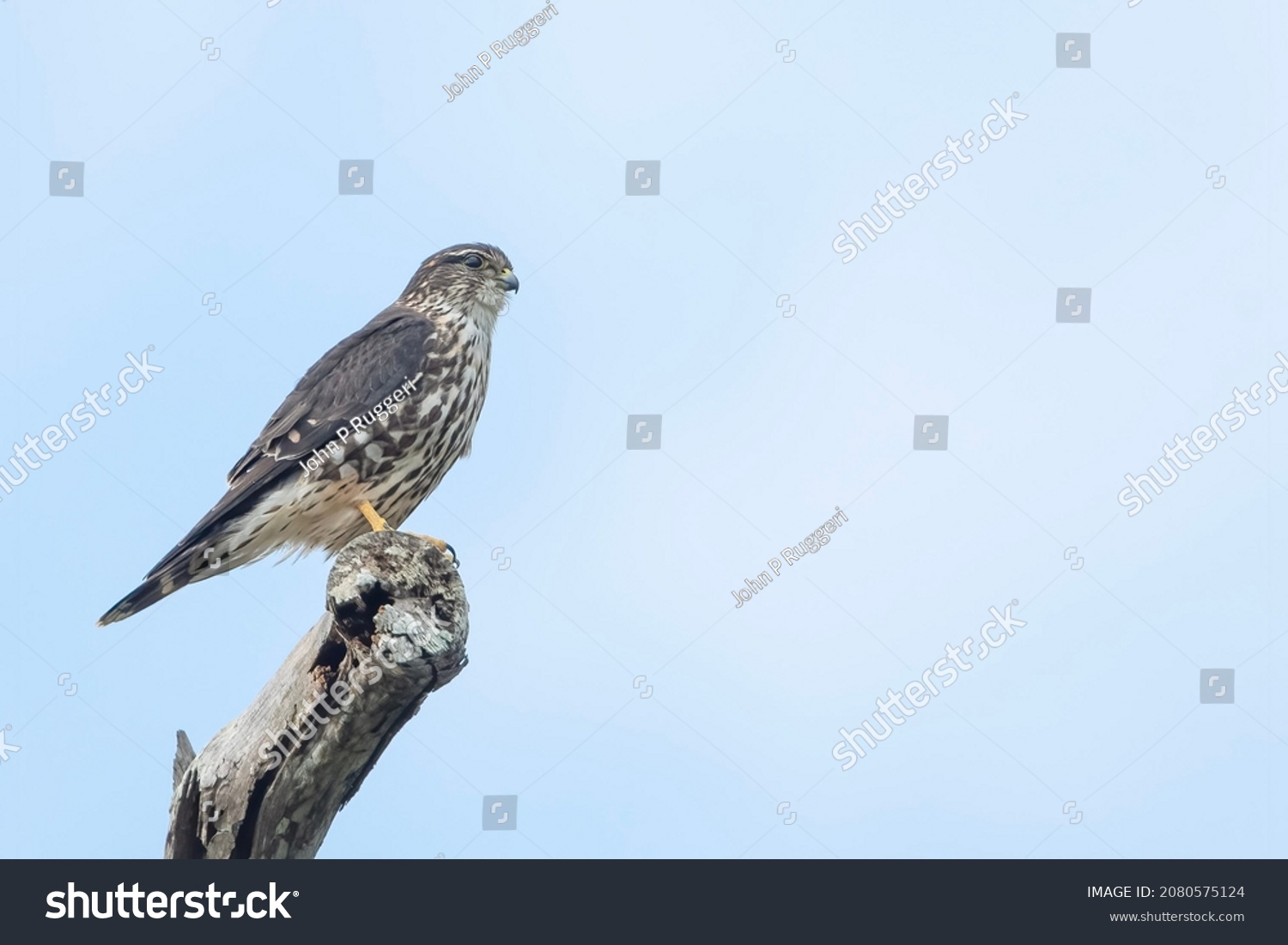 Merlin Falcon surveying the sod farms searching for its next meal. #2080575124