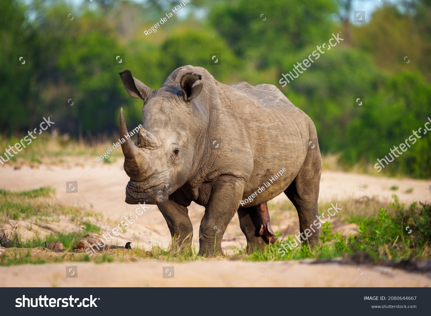 White rhinoceros, square-lipped rhinoceros or rhino (Ceratotherium simum) Mpumalanga. South Africa. #2080644667