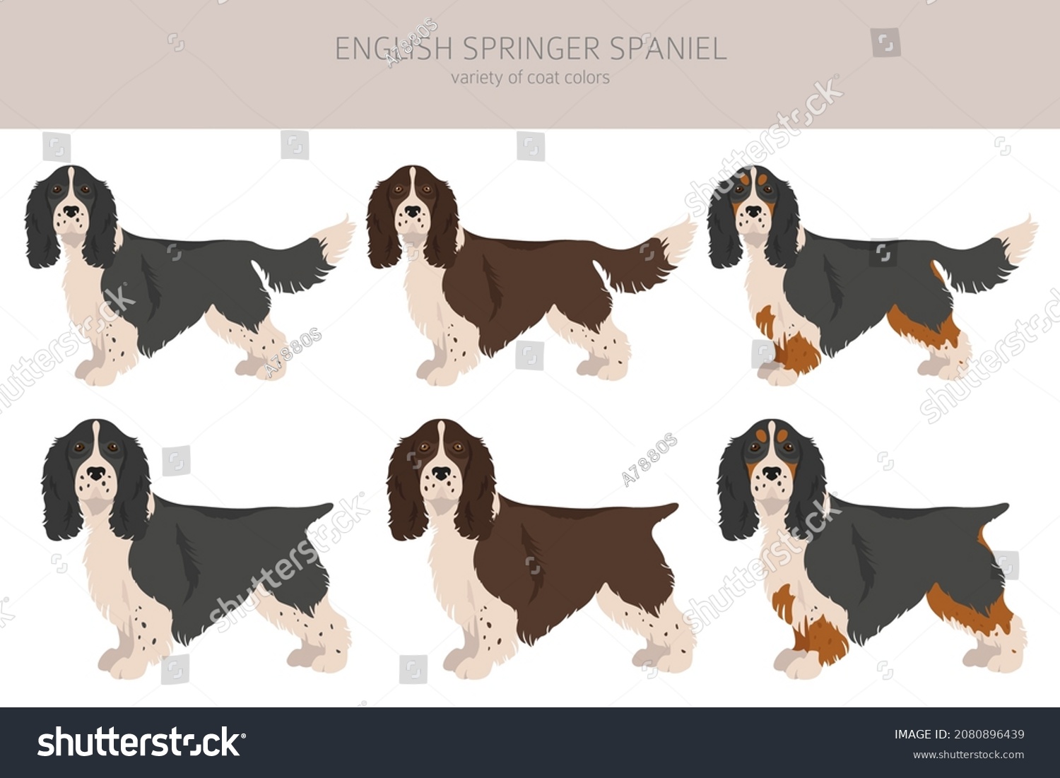 English springer spaniel clipart. Different - Royalty Free Stock Vector ...