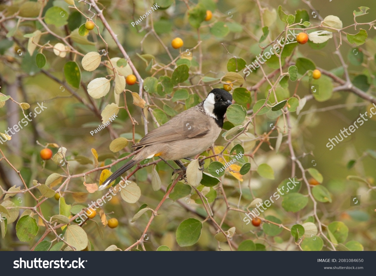 The white-eared bulbul or white-cheeked bulbul, is a member of the bulbul family. #2081084650