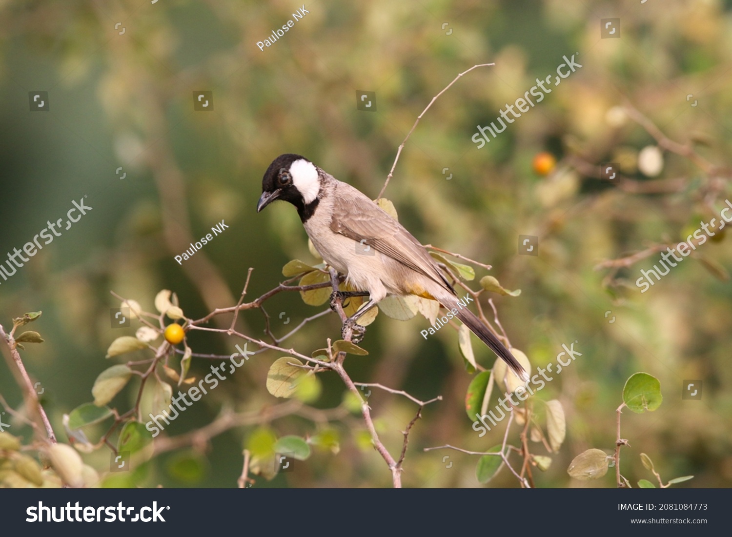 The white-eared bulbul or white-cheeked bulbul, is a member of the bulbul family. #2081084773